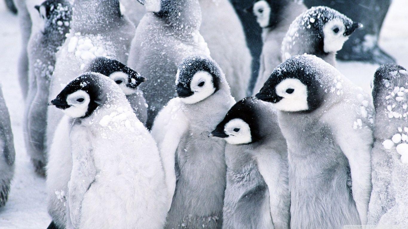 1370x770 Baby Penguins HD desktop wallpaper, Widescreen, High Definition, Desktop