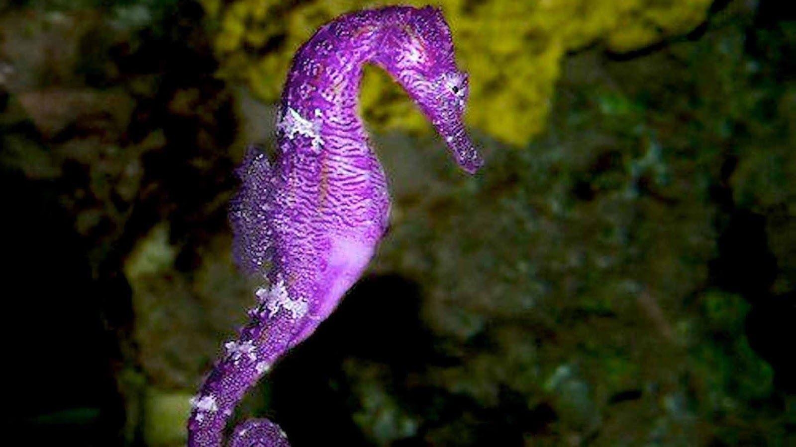 1600x900 Seahorse Picture, Desktop