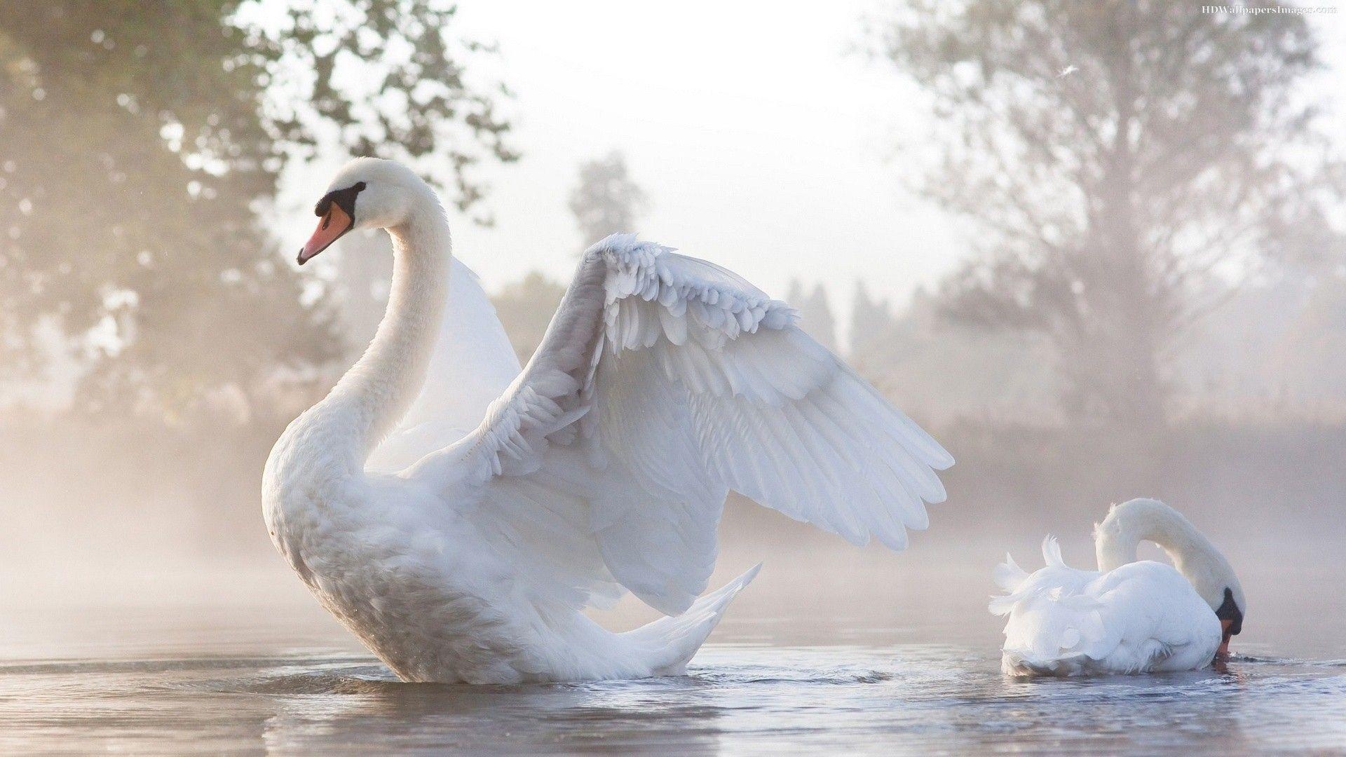 1920x1080 Swan Wallpaper Free Download Beautiful Birds HD Desktop Image, Desktop