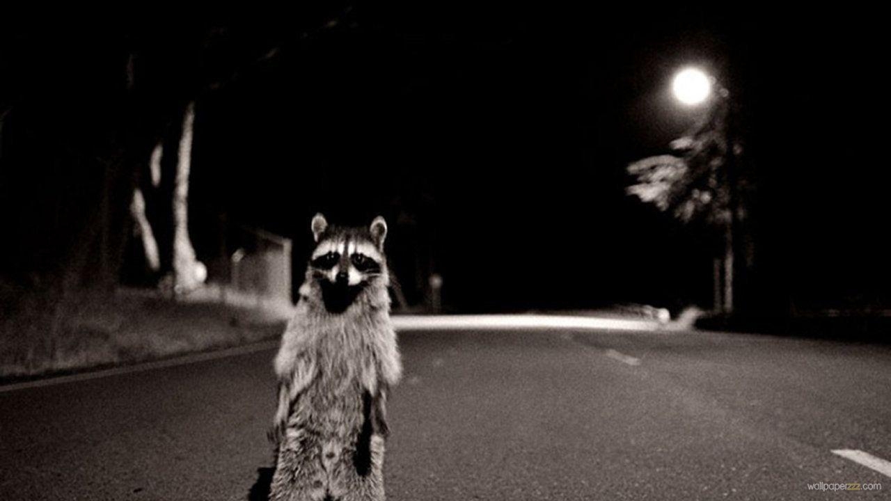 1280x720 Raccoon Wallpaper, Best Raccoon Wallpaper in High Quality, Raccoon, Desktop