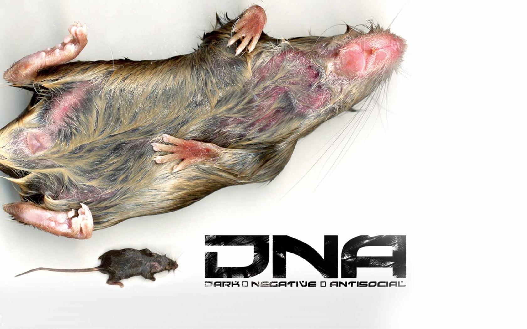 1680x1050 DNA rat wallpaper, music and dance wallpaper, Desktop