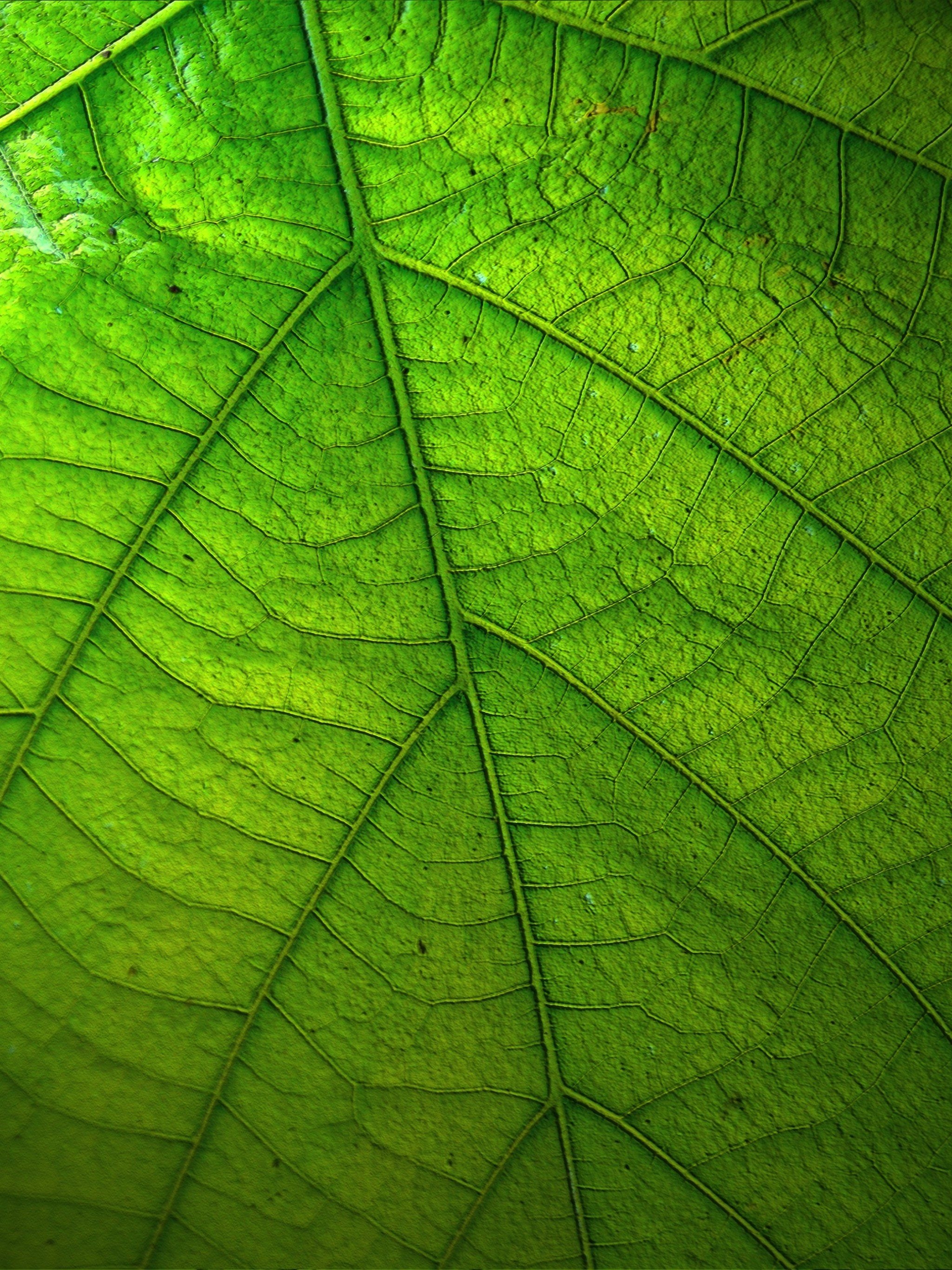 2050x2740 Green Leaf Wallpaper, Android & Desktop Background, Phone