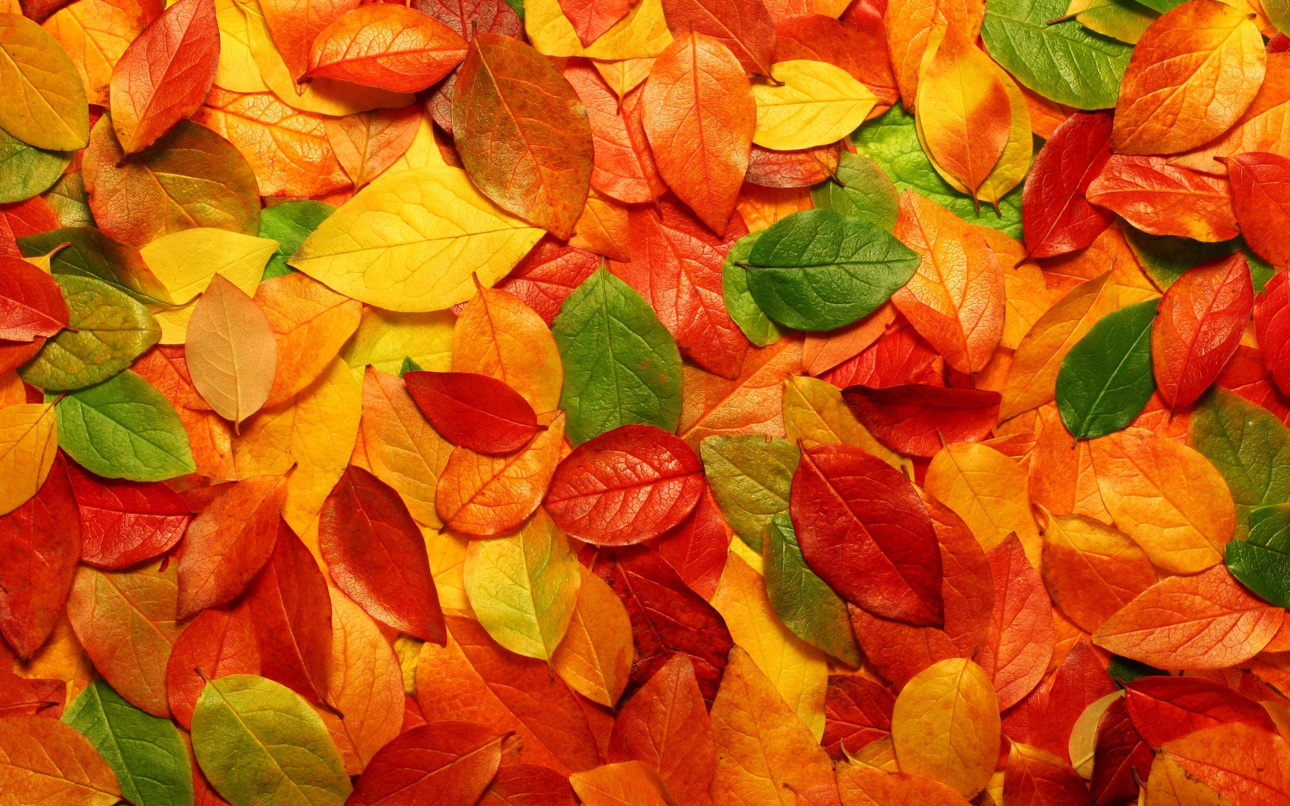 2560x1600 Fall Leaf Wallpaper Free Fall Leaf Background, Desktop