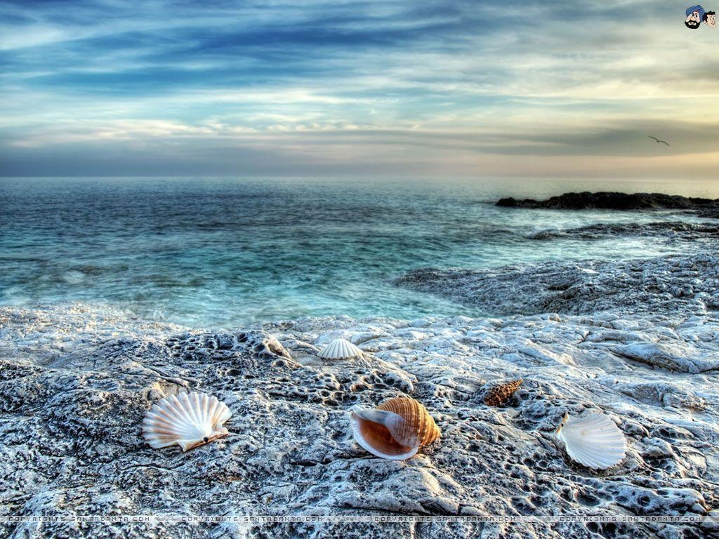 1030x770 Seashell HD Wallpaper Wallpaper Inn, Desktop