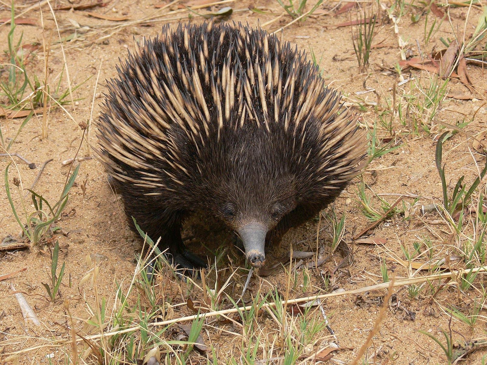 1600x1200 Echidna Wallpaper and background, Desktop