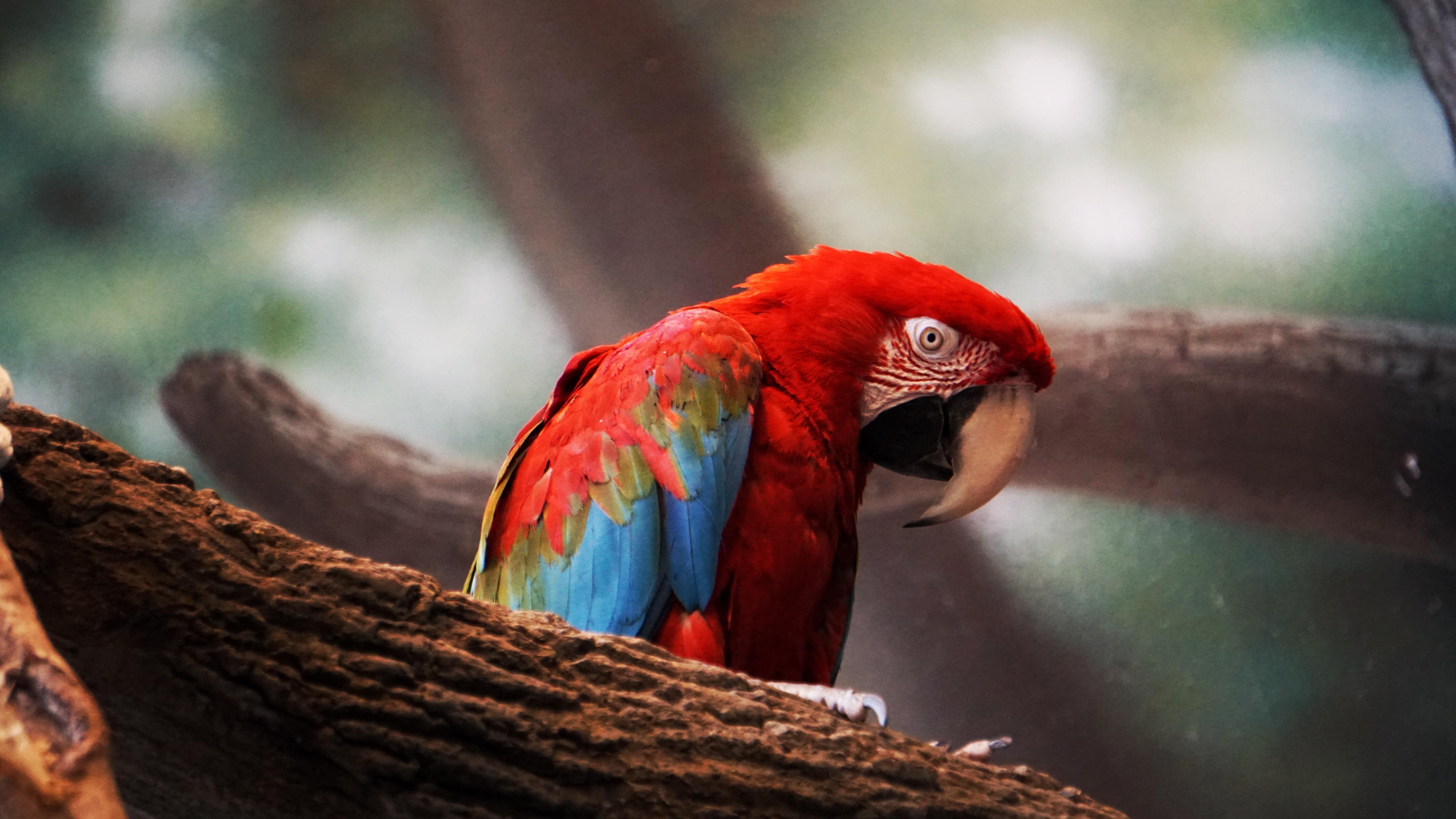 6000x3380 Macaw Parrot Closeup, HD Birds, 4k Wallpaper, Image, Background, Desktop