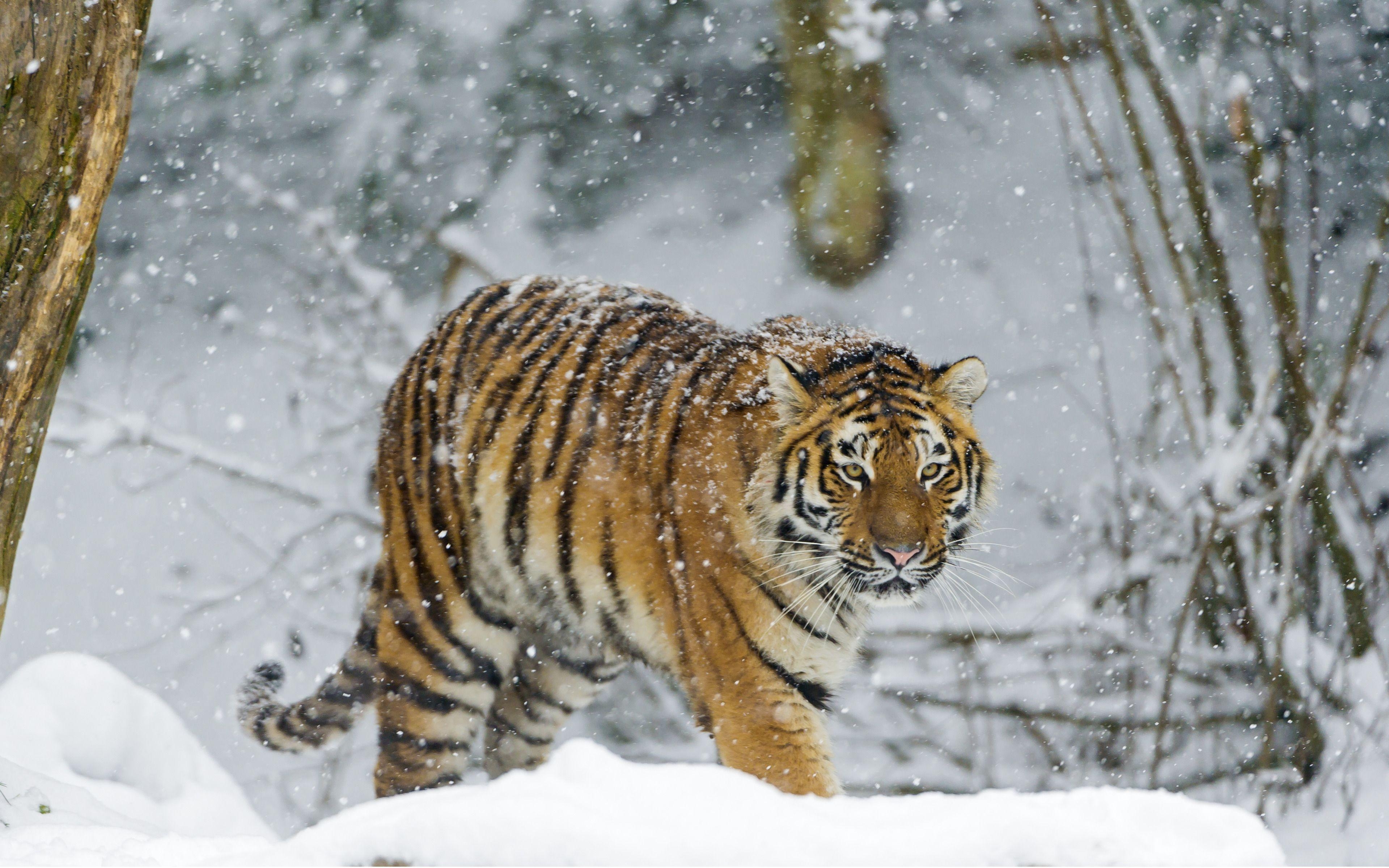 3840x2400 Beautiful Tiger walking in the Snow widescreen wallpaper. Wide, Desktop