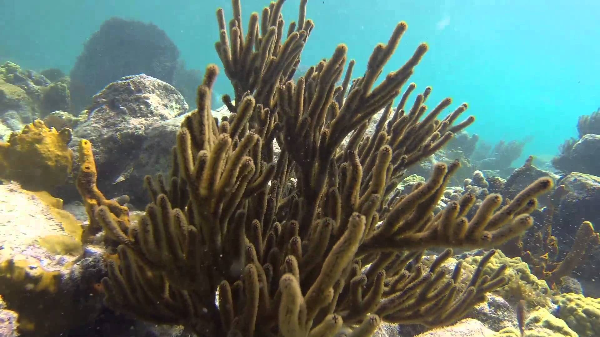 1920x1080 Snorkeling in Virgin Islands National Park, Desktop