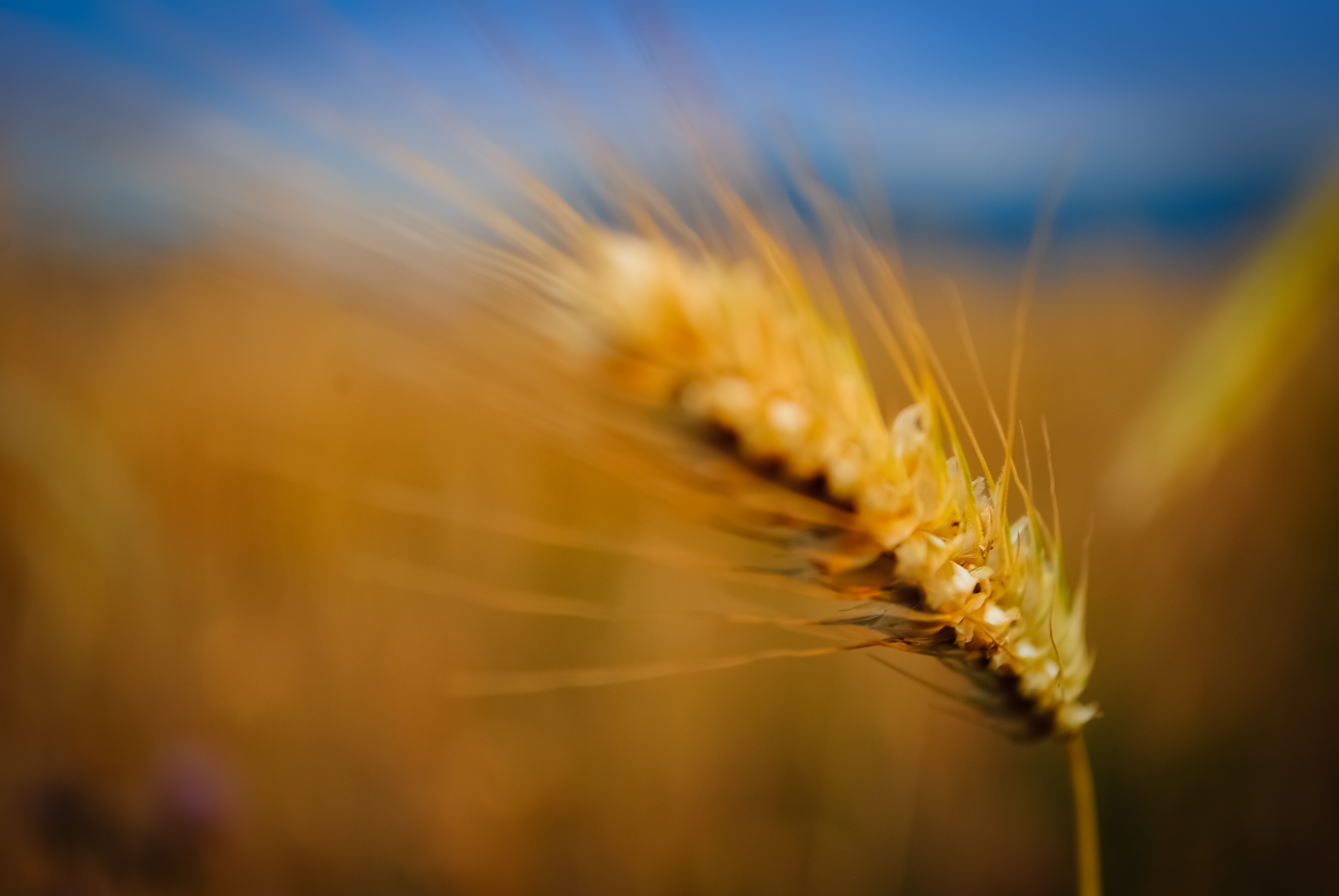 3880x2600 Nature Wheat 4k Ultra HD Wallpaper, Desktop