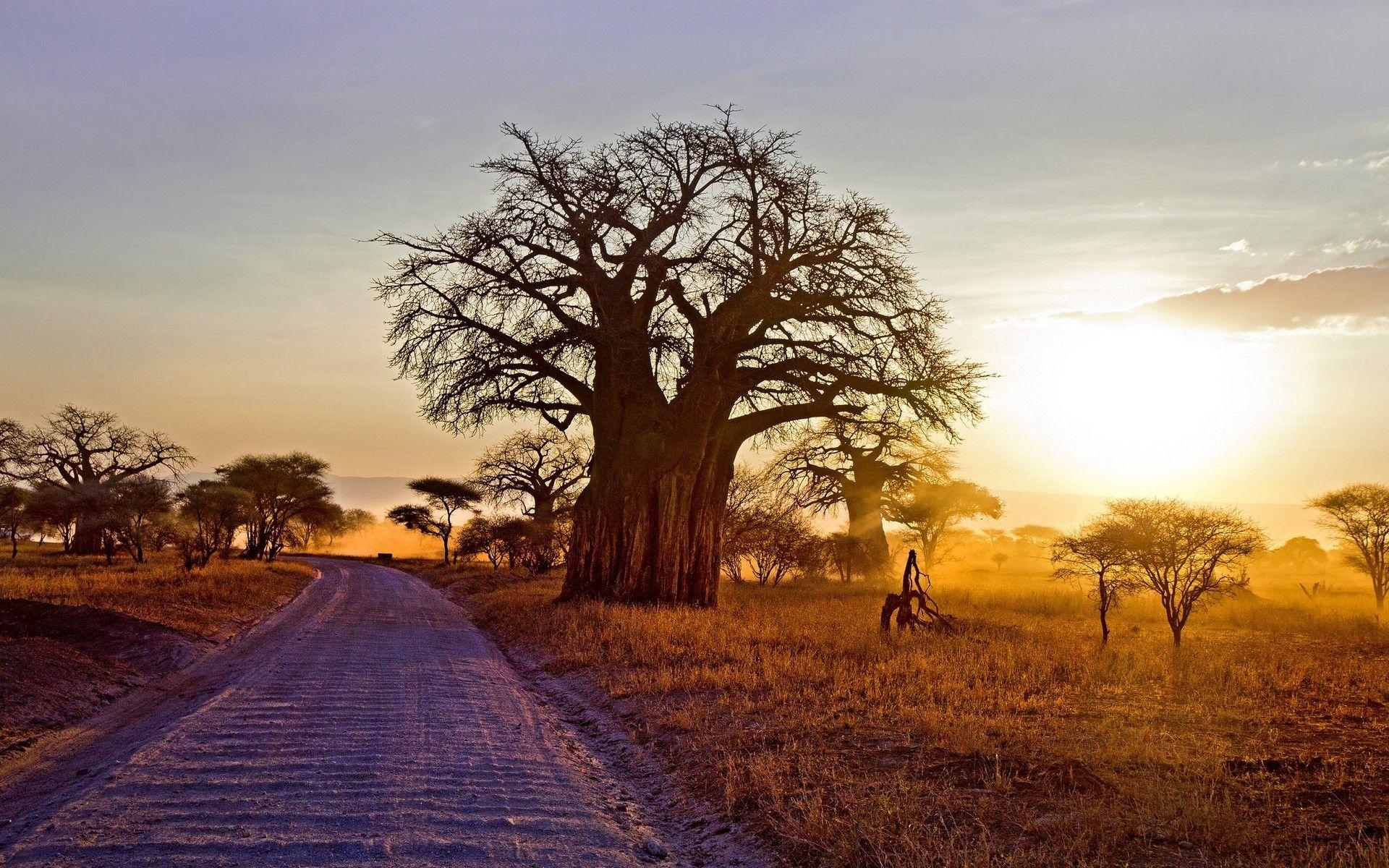 1920x1200 landscape, Nature, Baobab Trees, Dry Grass, Dirt Road, Shrubs, Desktop