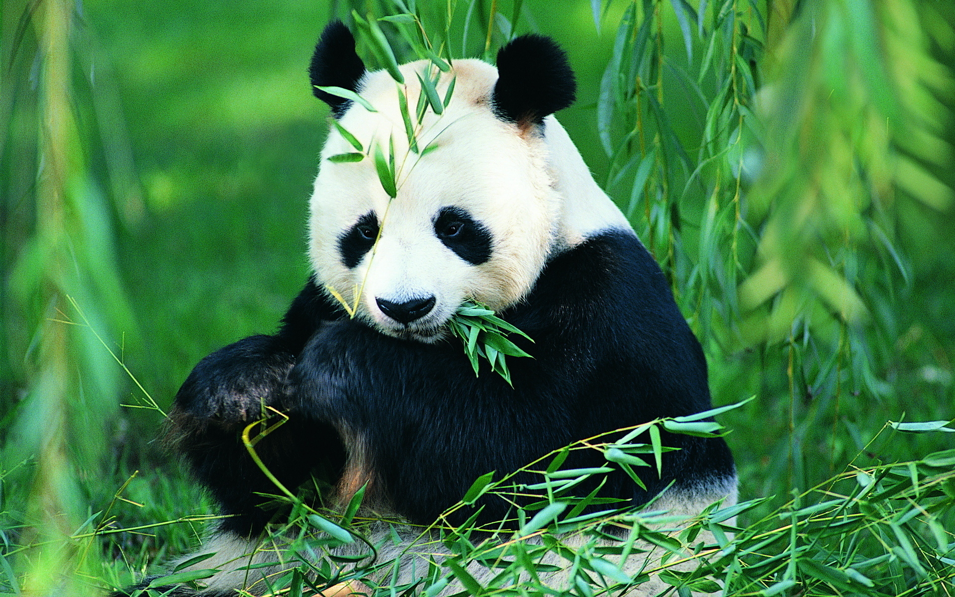 1920x1200 Panda Wallpaper Panda Image Hd, HD Wallpaper, Desktop