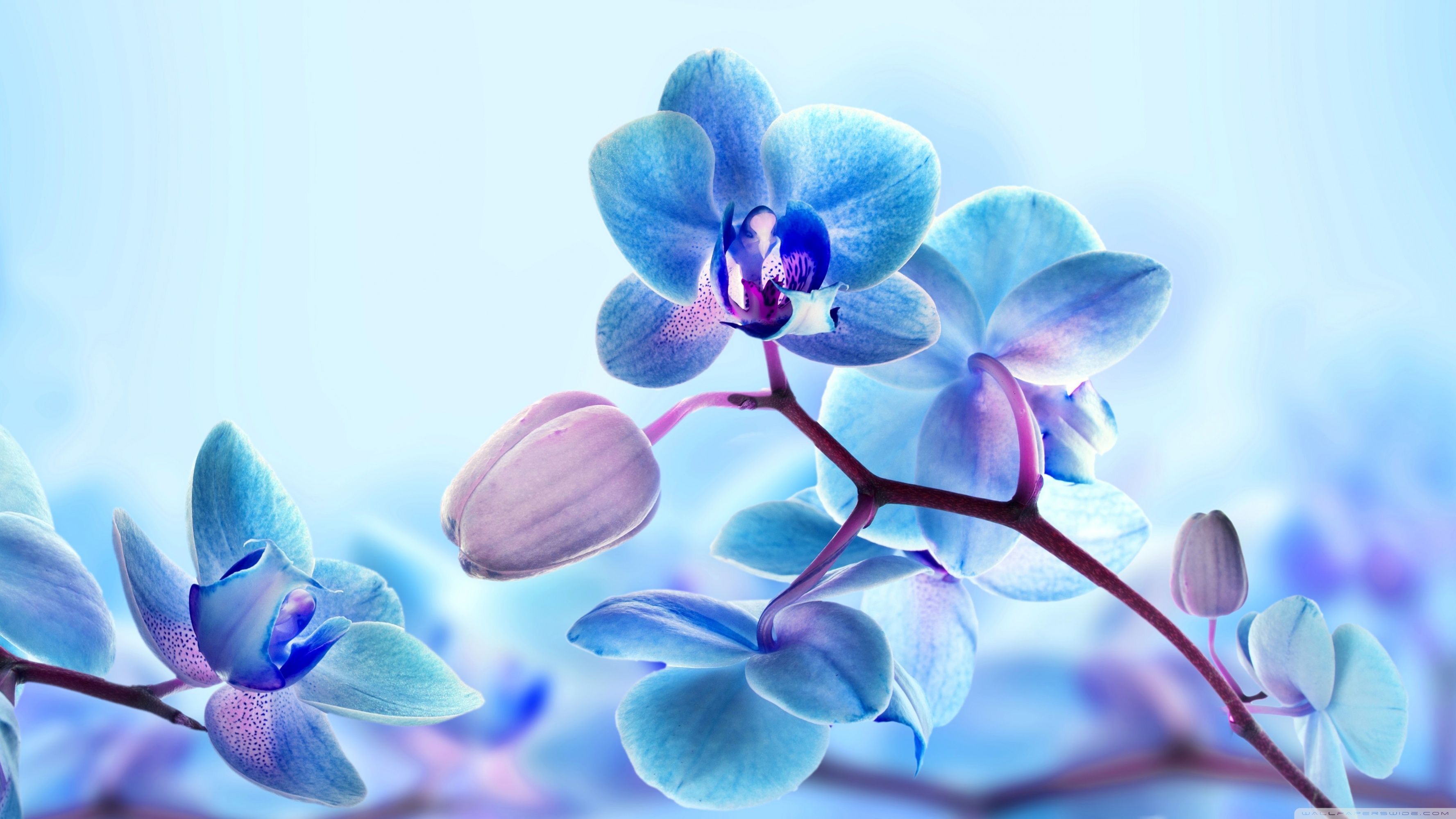 3560x2000 Orchid Desktop Wallpaper, Desktop