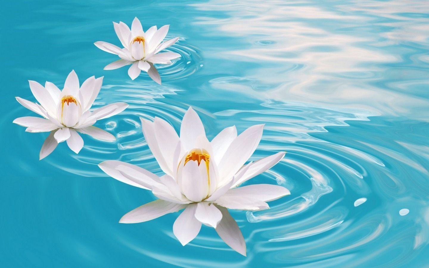 1440x900 Water Lilies, Desktop