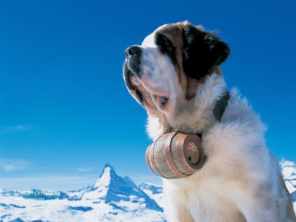 1030x770 St Bernard, Desktop