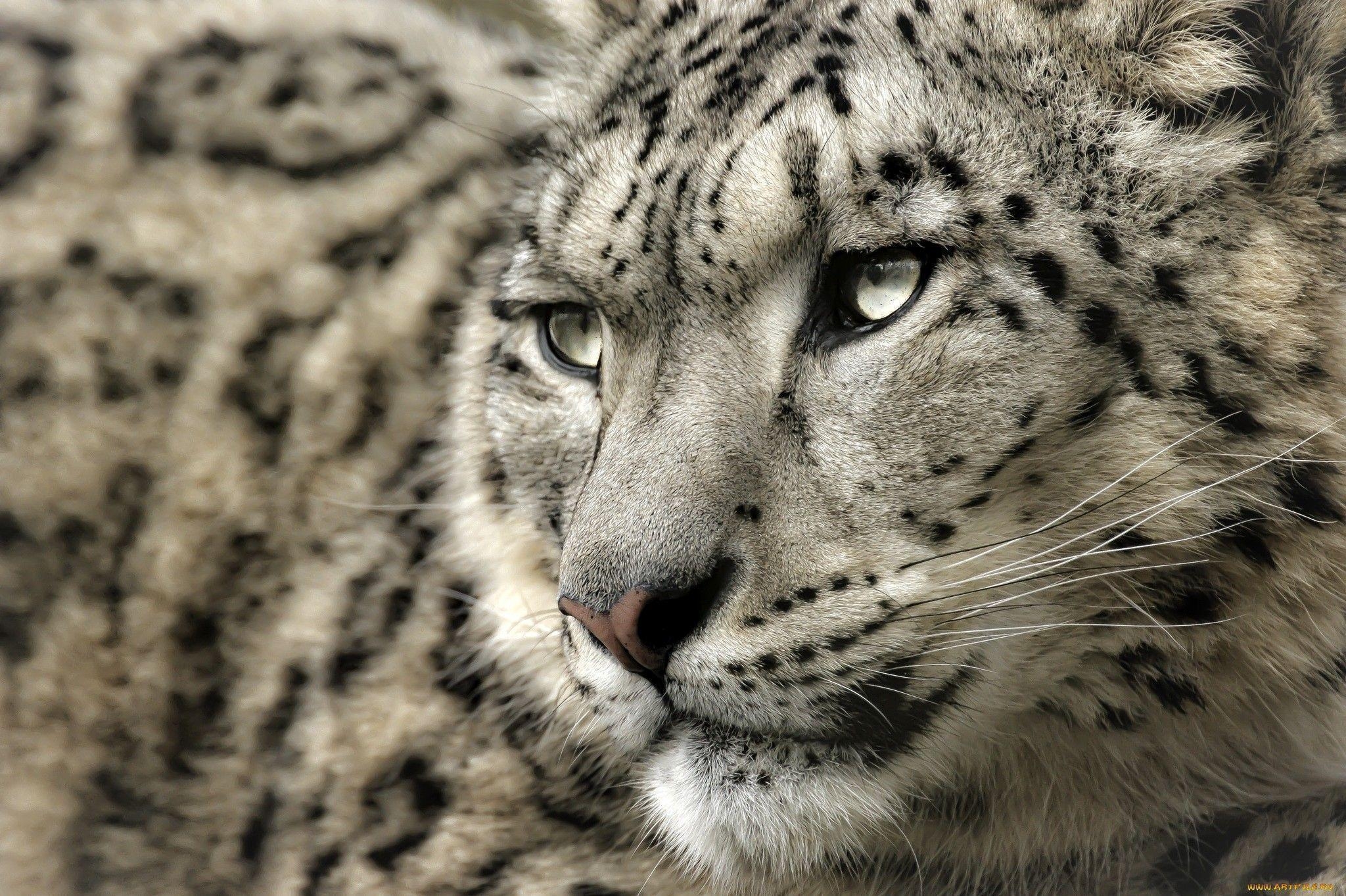 2050x1370 Snow Leopard Wallpaper. Snow Leopard Background, Desktop