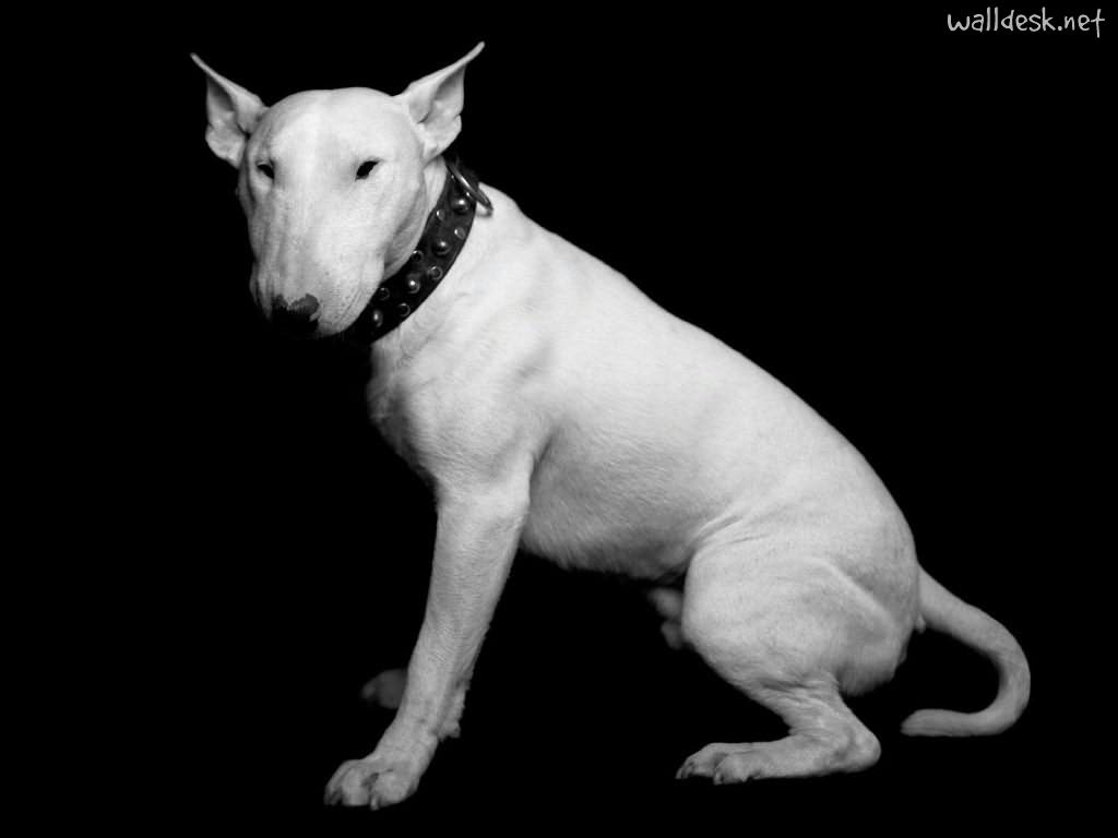 1030x770 Bull Terrier to Desktop Terriers Dogs, photo, Desktop