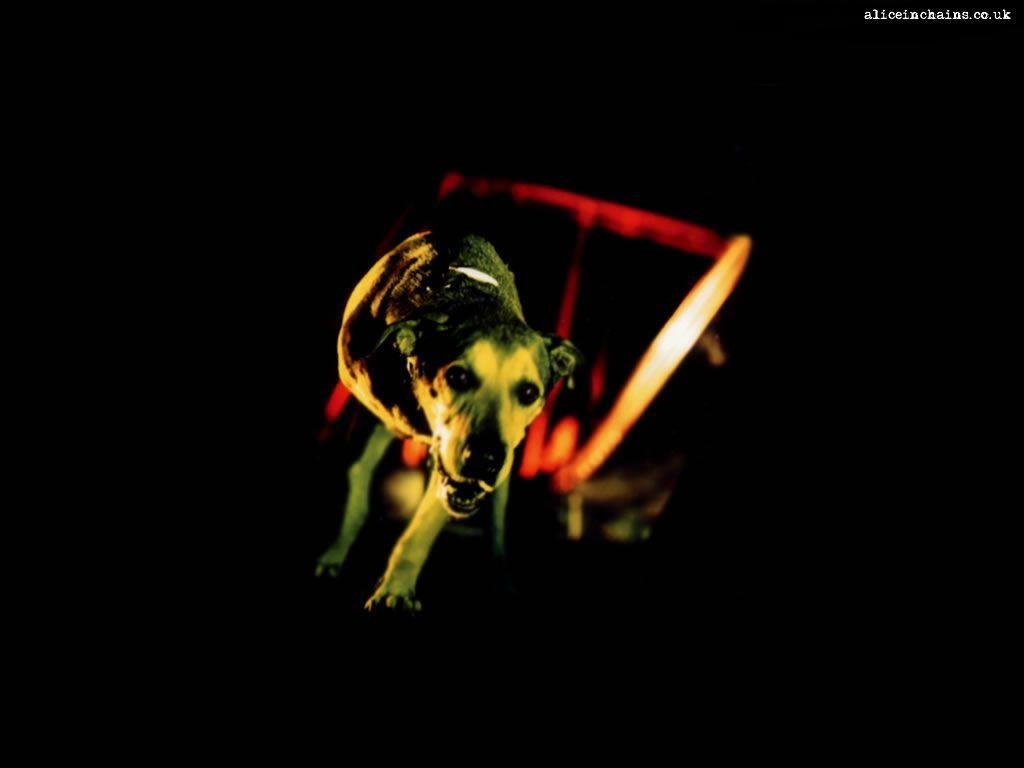 1030x770 Alice In Chains dog wallpaper, Desktop