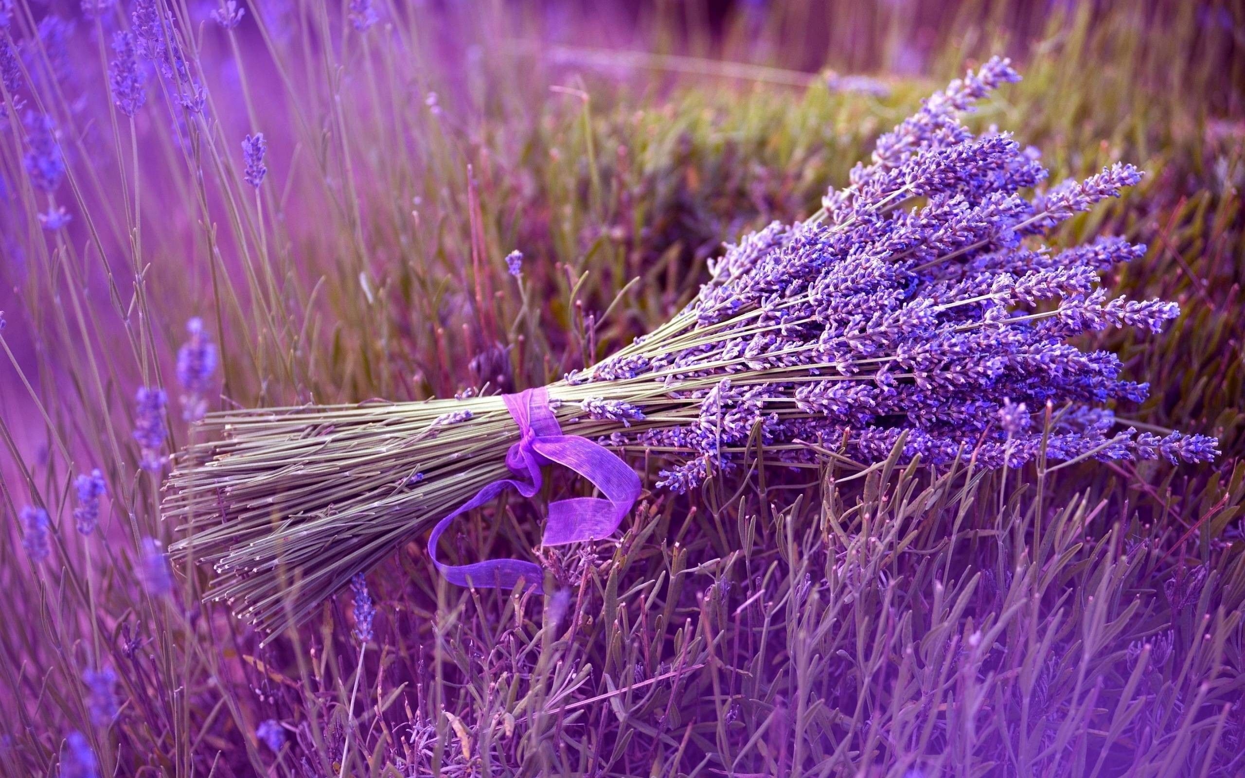 2560x1600 Lavender Wallpaper Free Lavender Background, Desktop