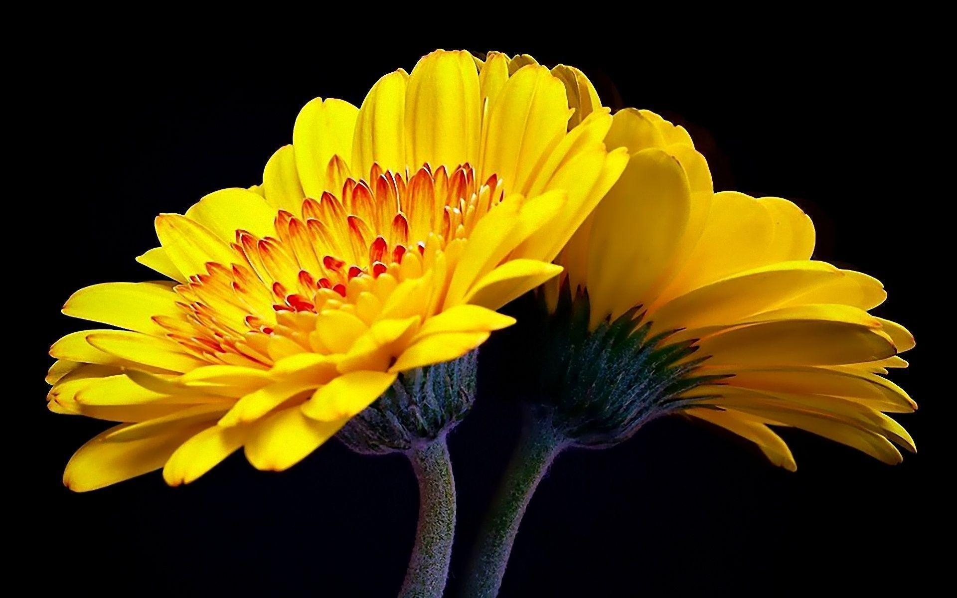 1920x1200 Yellow Flowers Wallpaper, Desktop