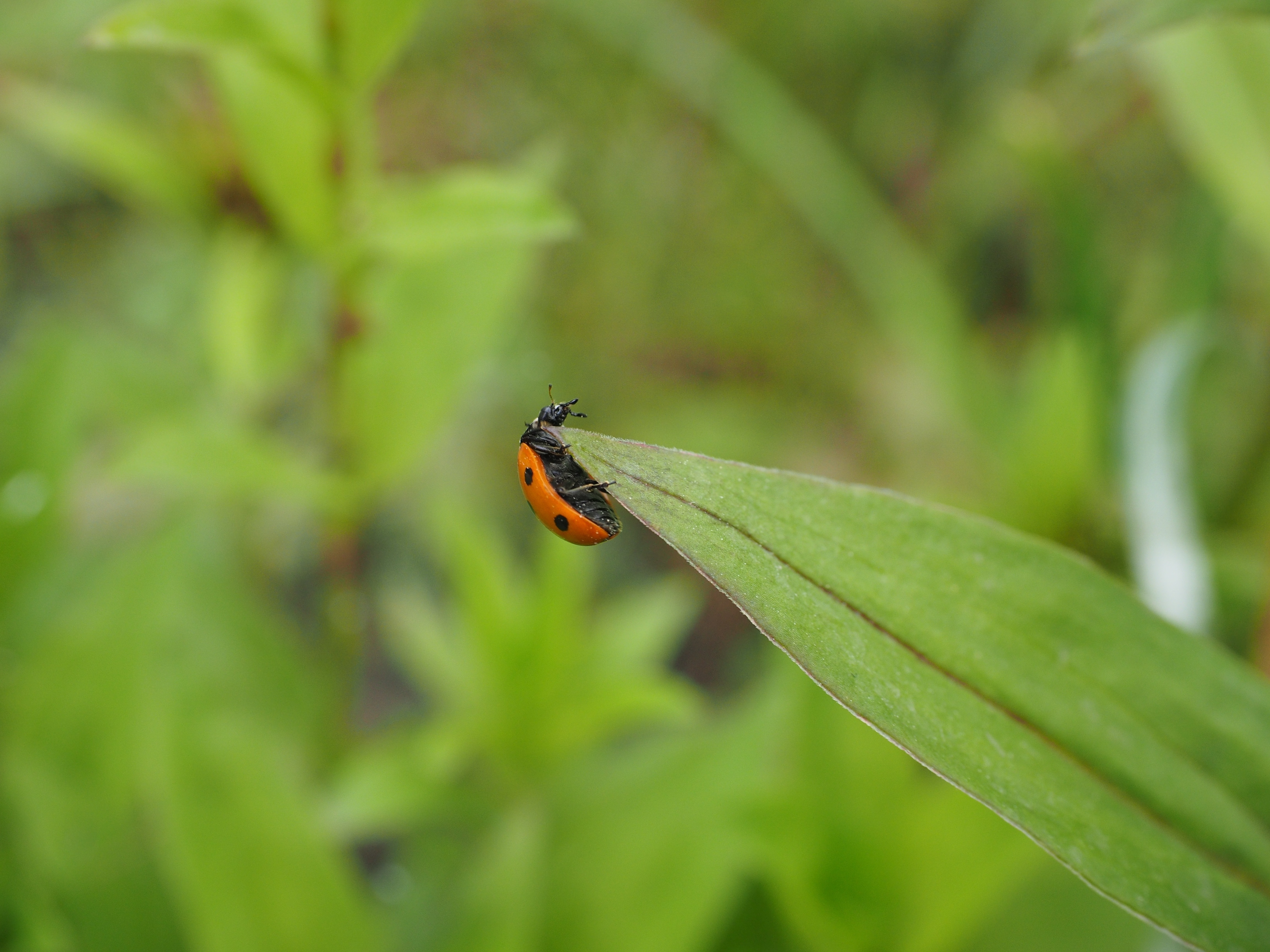 4610x3460 Elytron, Ladybug, Beetle, Coccinellidae, green color, animal themes, Desktop