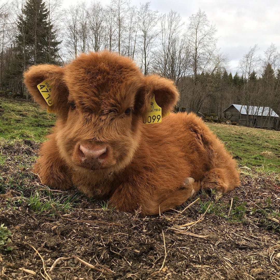 1080x1080 Fuzzy Cute Cow Picture, Phone