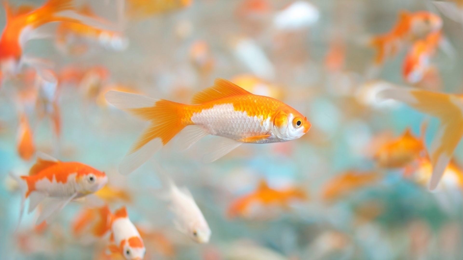 1920x1080 Goldfish (Carassius Auratus) HD Wallpaper. Wallpaper Studio 10, Desktop