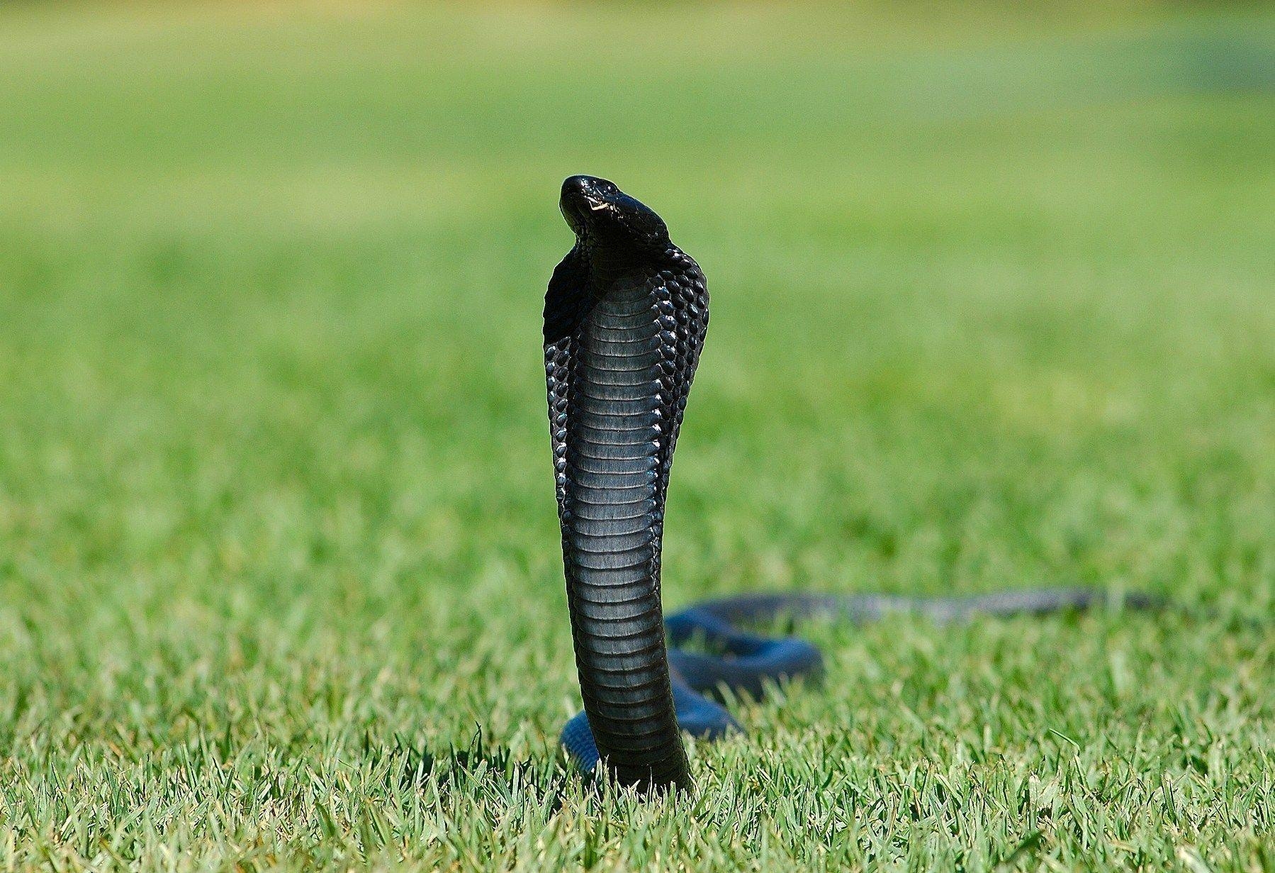 1800x1240 Cobra snake wallpaper. King Cobra Picture Full Size. Cool, Desktop