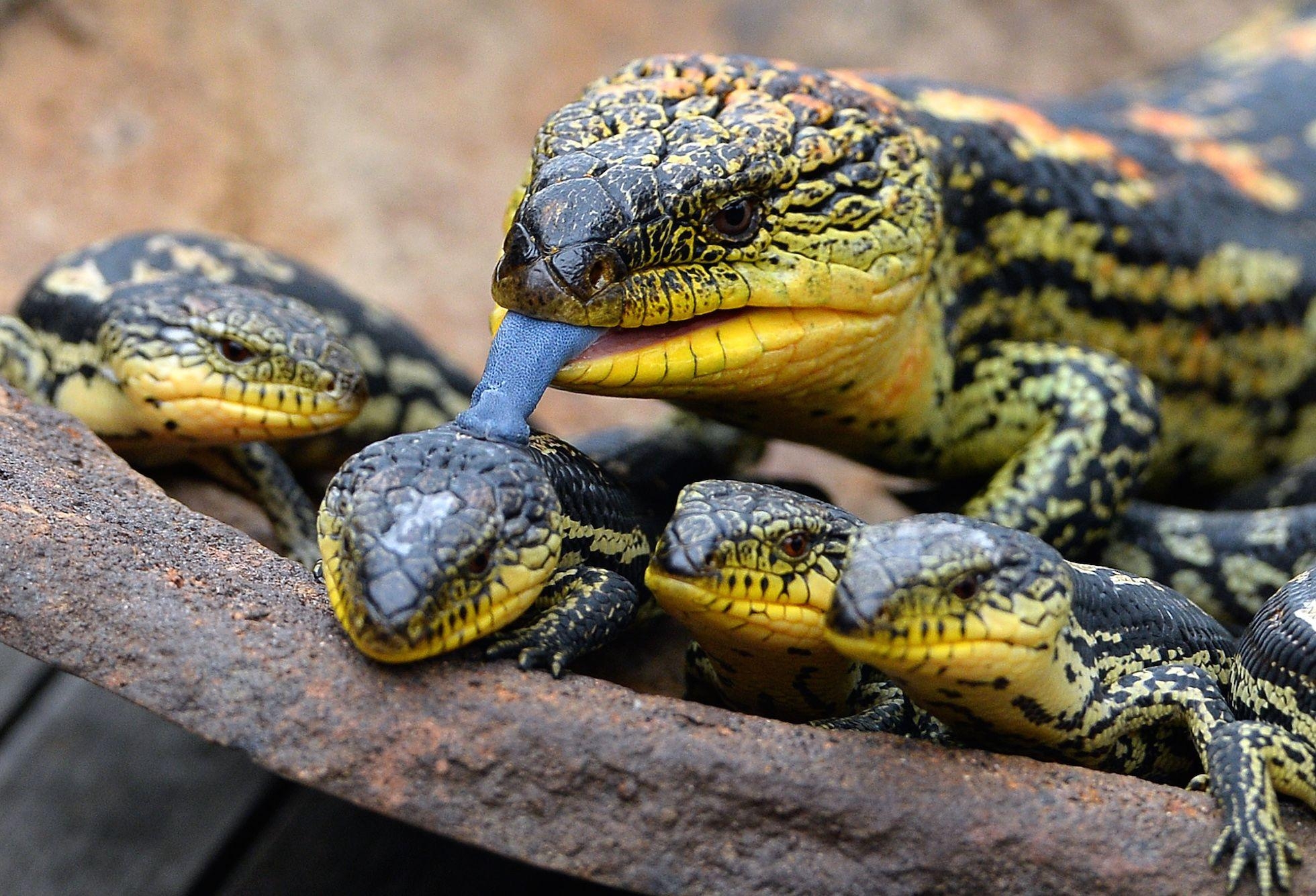 1960x1340 Skink family. Lizard, Blue tongue skink, Amphibians, Desktop