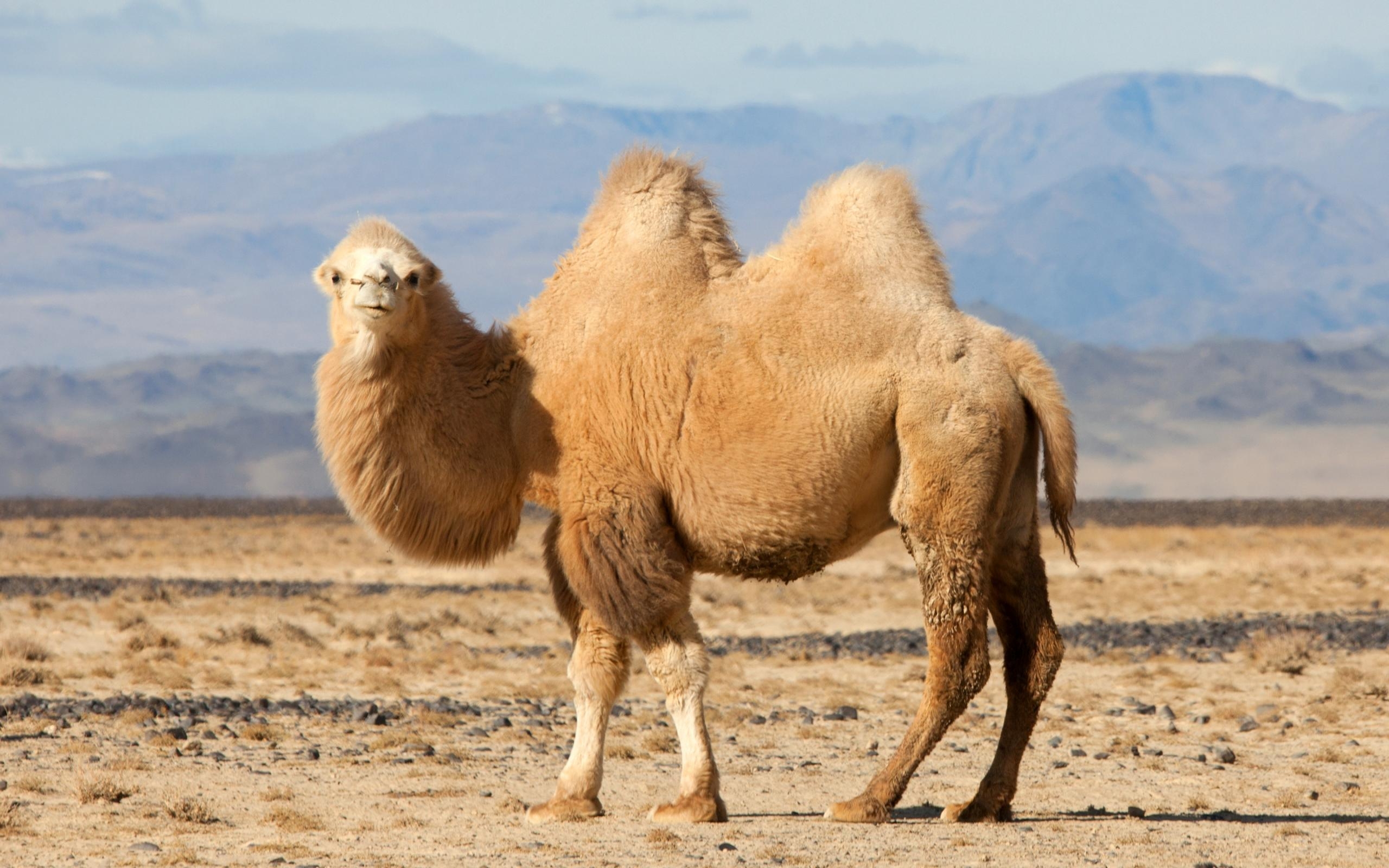 2560x1600 Camel HD Wallpaper and Background Image, Desktop