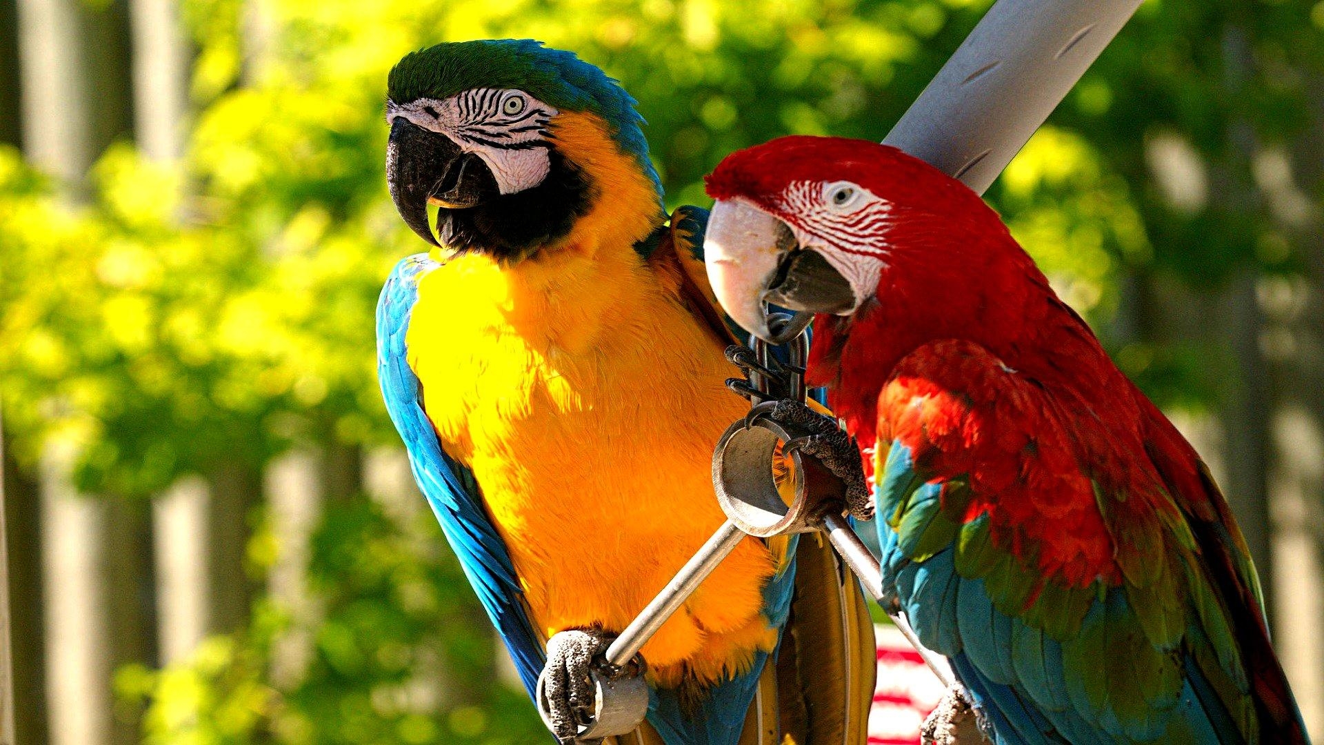 1920x1080 Macaw HD Wallpaper, Desktop