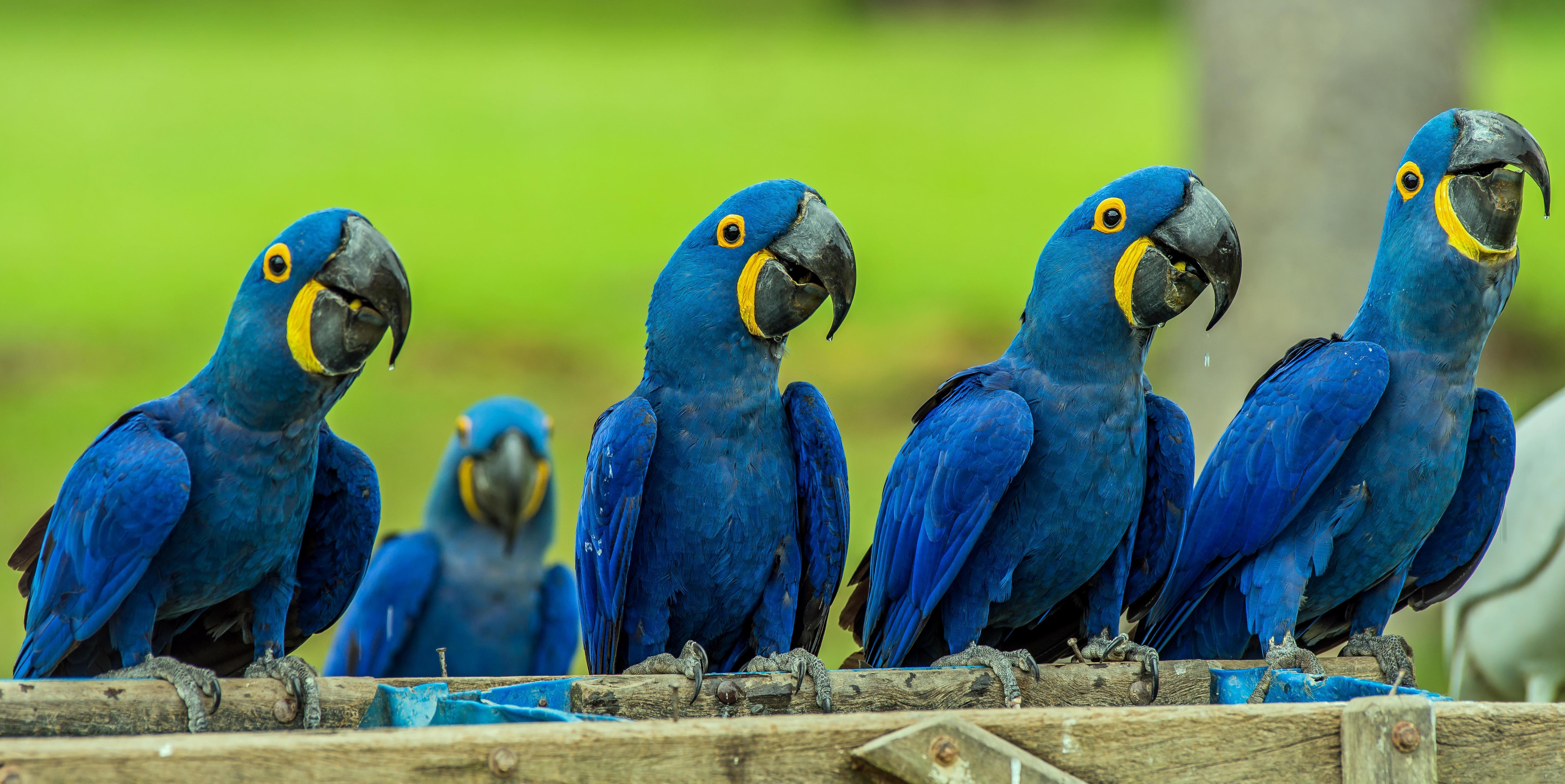 6000x3010 Hyacinth Macaw HD Wallpaper free, Desktop