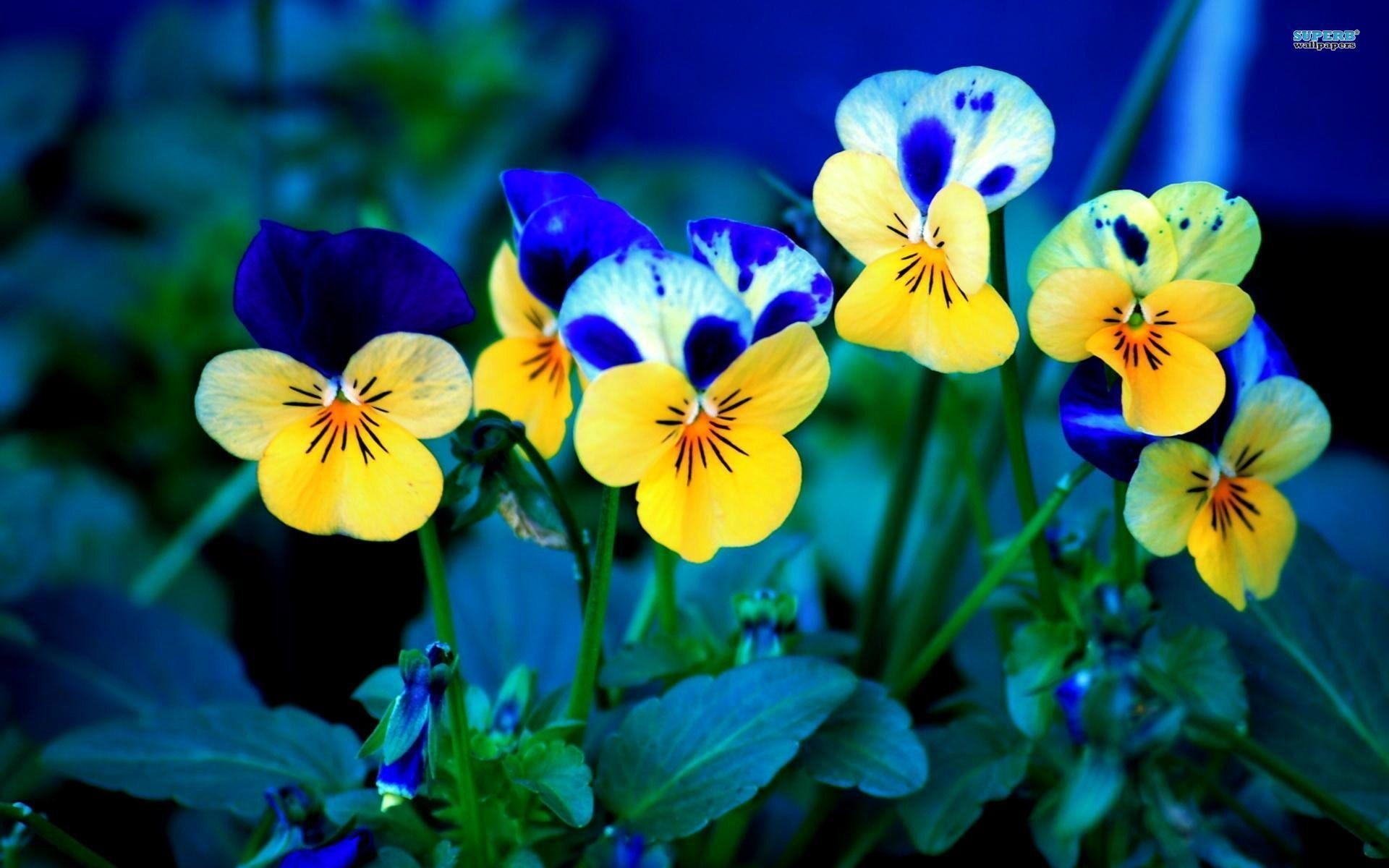 1920x1200 Pansies 130, Desktop