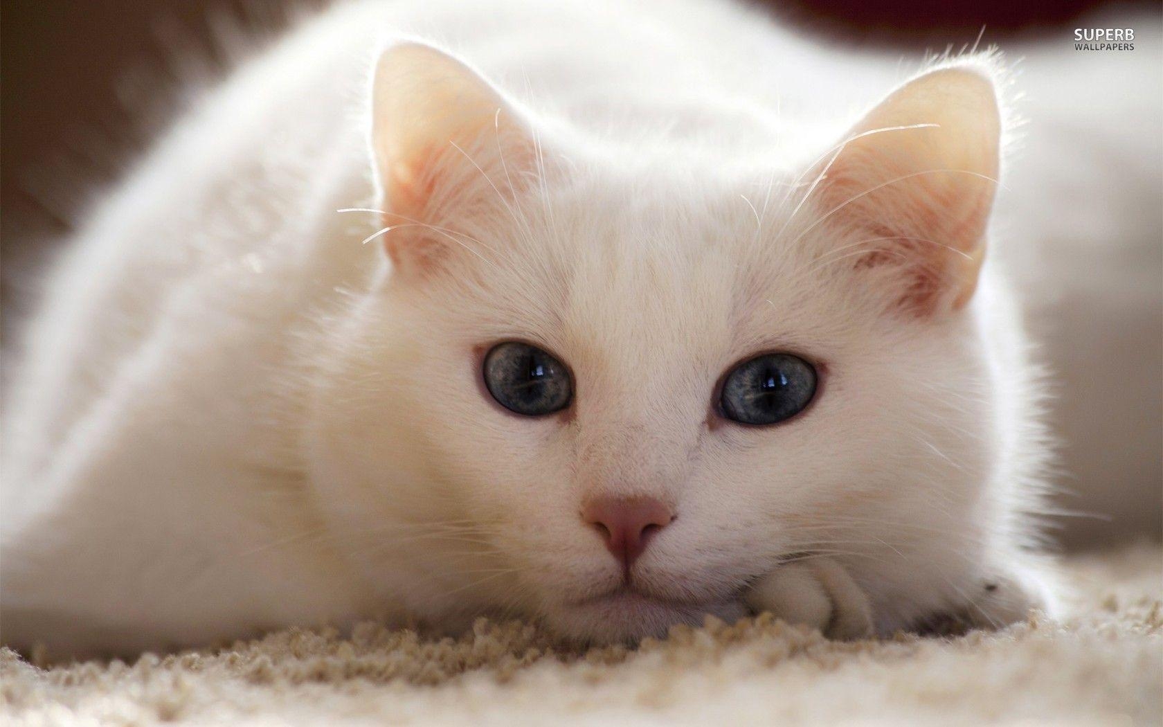 1680x1050 White cat wallpaper wallpaper - #, Desktop