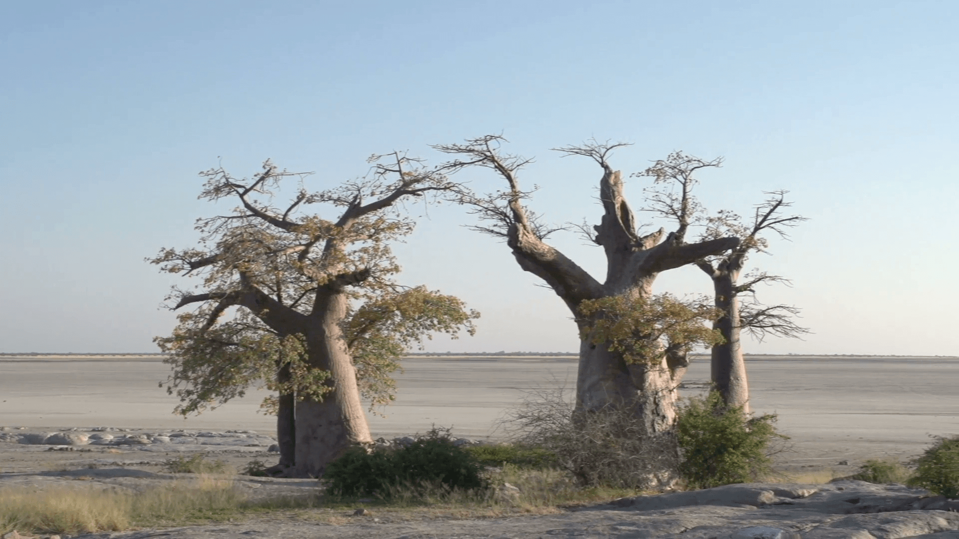 1920x1080 Panning shot of Baobab trees with Makgadikgadi Pans in, Desktop