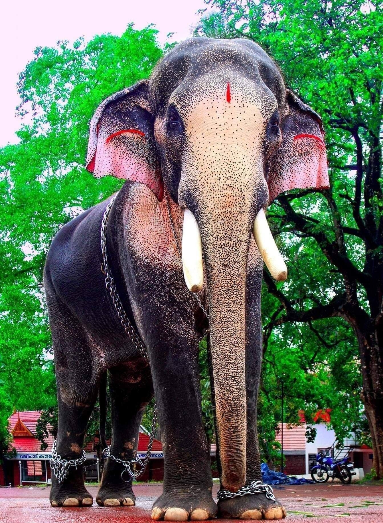 1350x1840 കലിയുഗ രാമൻ. Elephants photo, Elephant photography, Indian elephant, Phone