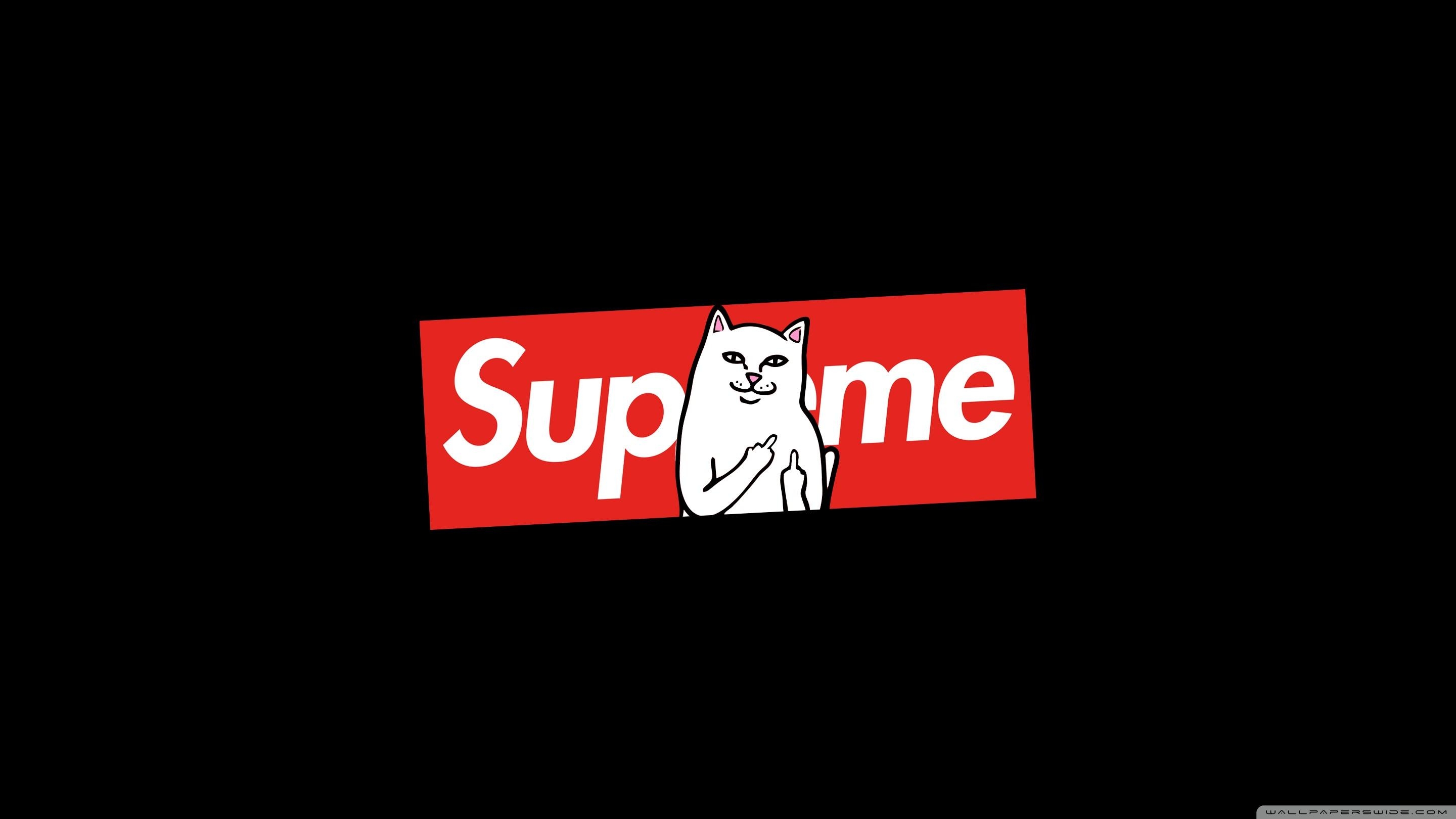 2880x1620 Supreme Cat ❤ 4K HD Desktop Wallpaper for 4K Ultra HD TV • Dual, Desktop