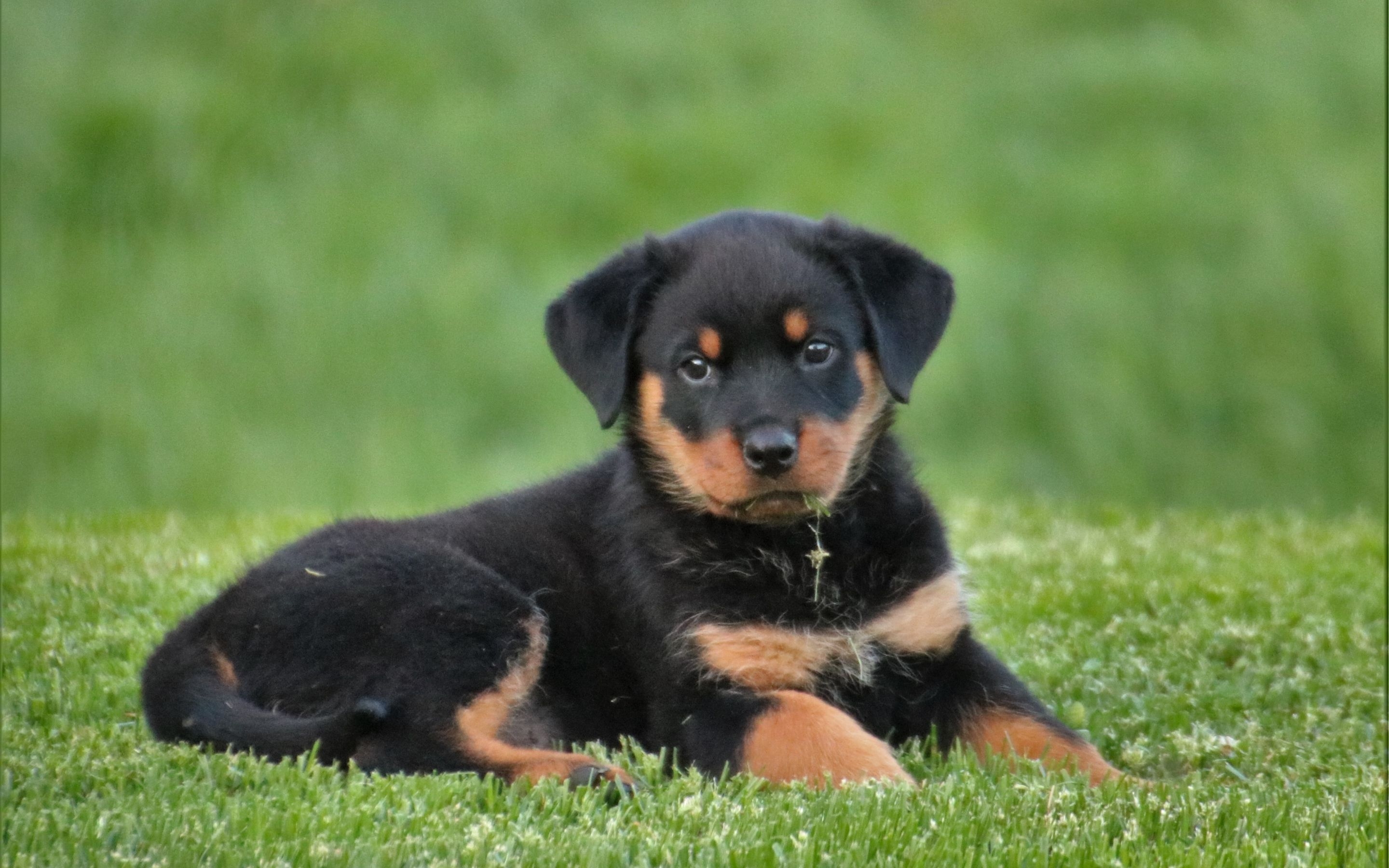 2880x1800 rottweiler, puppy, dog Macbook Pro Retina Wallpaper, HD Animals 4K Wallpaper, Image, Photo and Background, Desktop