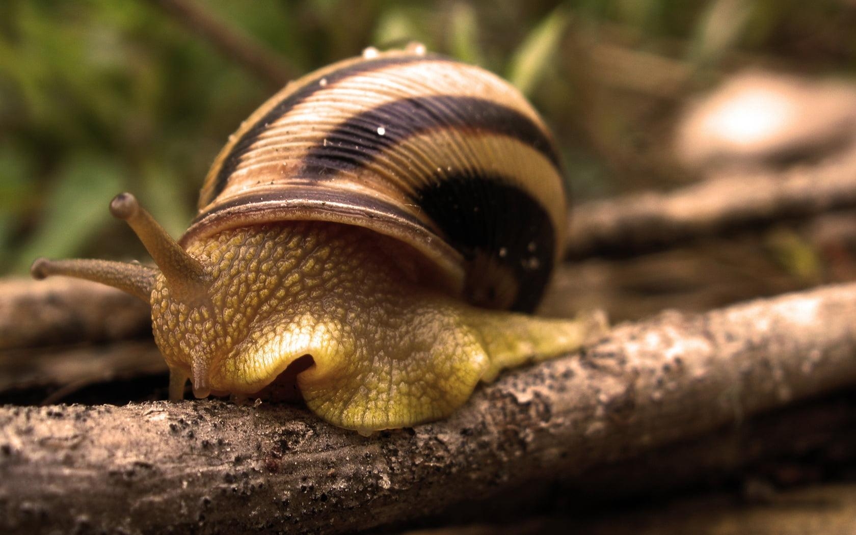 1680x1050 Close Up Photography Of Stripes Garden Snail On Tree Branch, Desktop