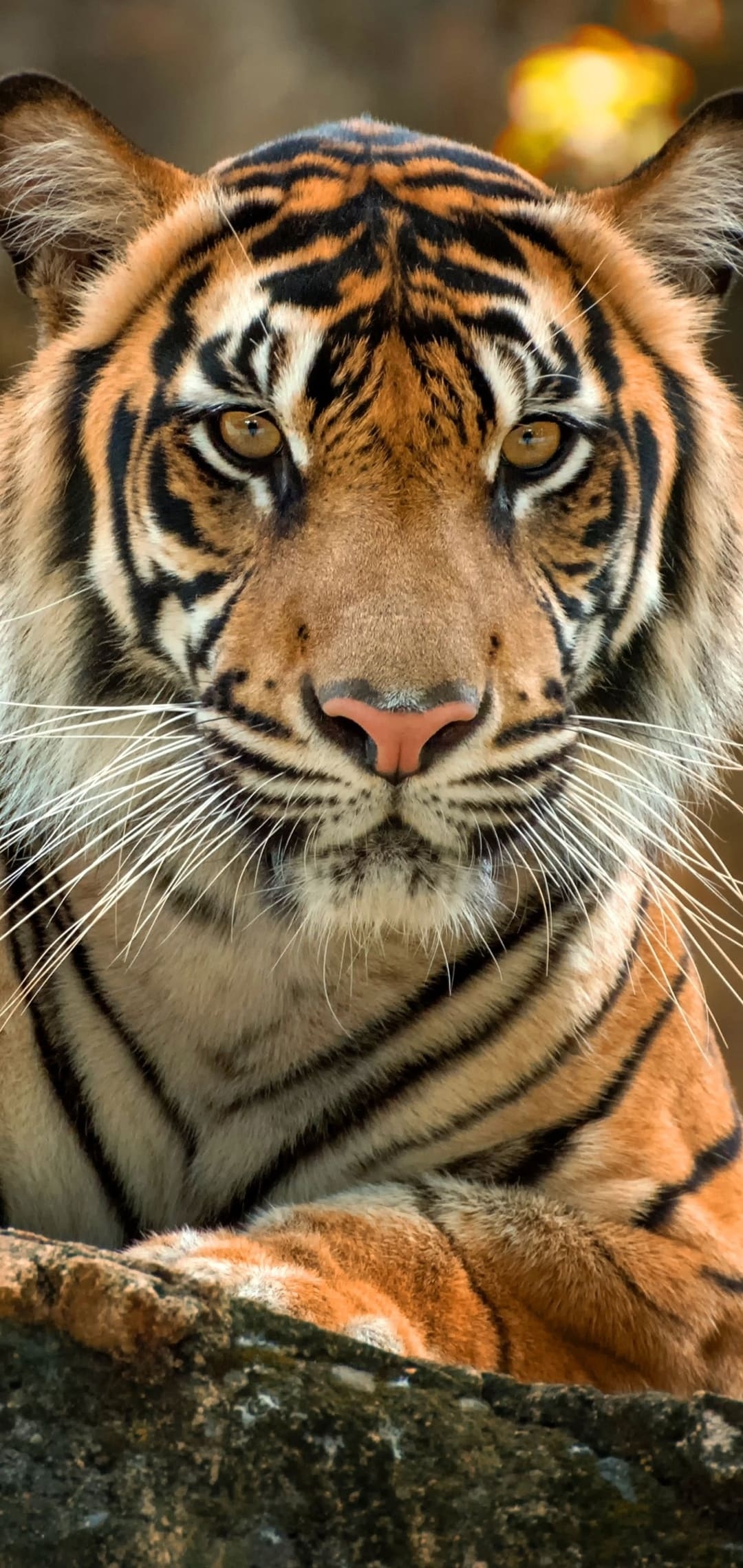 1080x2280 Tiger Wallpaper -k Background Download, Phone