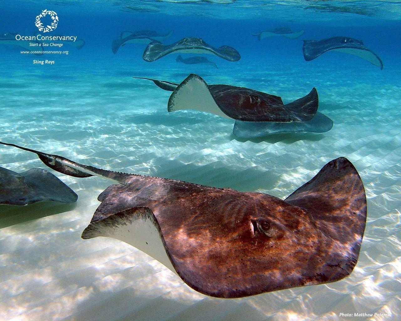 1280x1030 Stingrays Swimming Wallpaper, Desktop