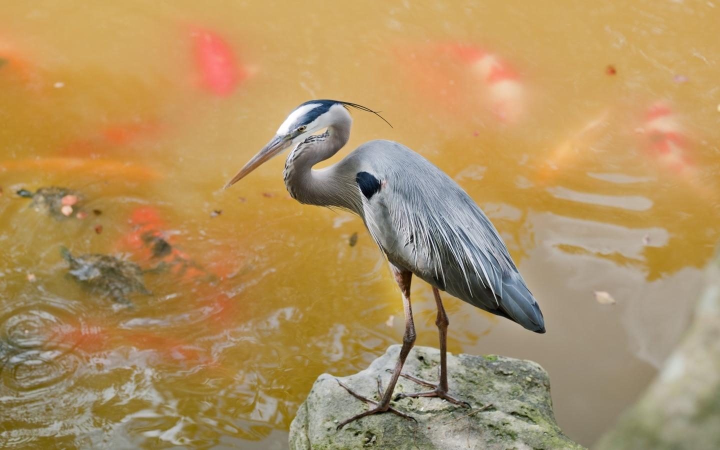 1440x900 Heron Wallpaper and Background Imagex900, Desktop