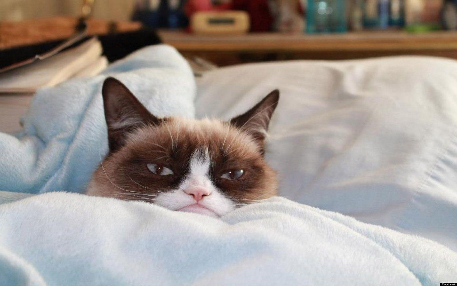 1600x1000 Grumpy Cat, Desktop