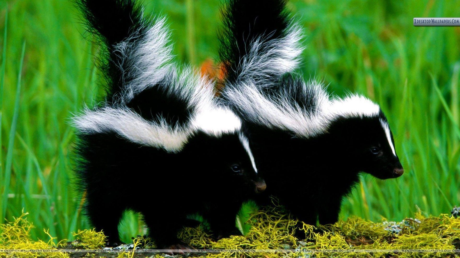 1920x1080 Skunk Babies Wallpaper, Desktop