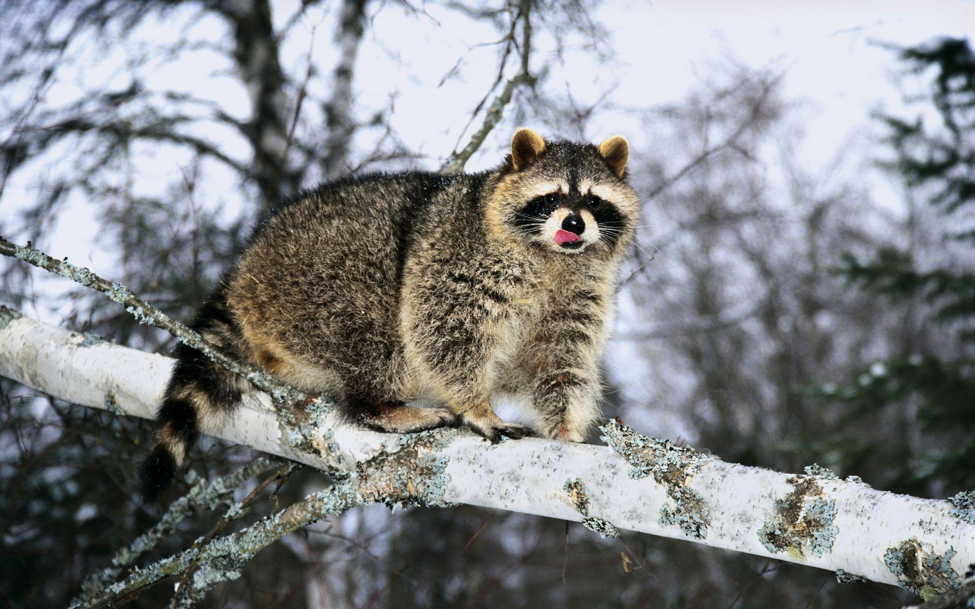 1920x1200 Raccoon on a tree wallpaper and image, picture, photo, Desktop