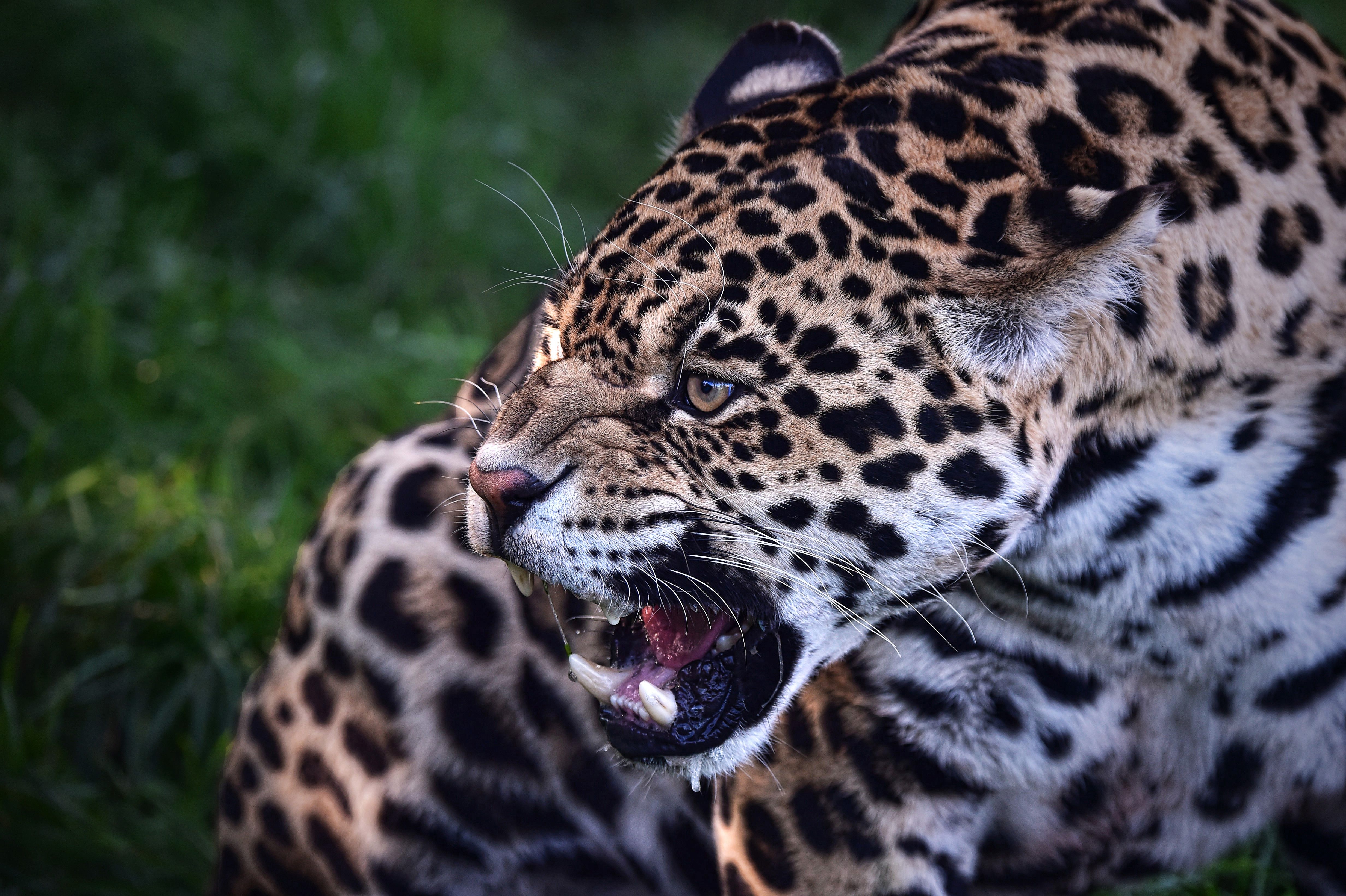 4930x3280 Growling Jaguar 4k Ultra HD Wallpaper. Background Image, Desktop