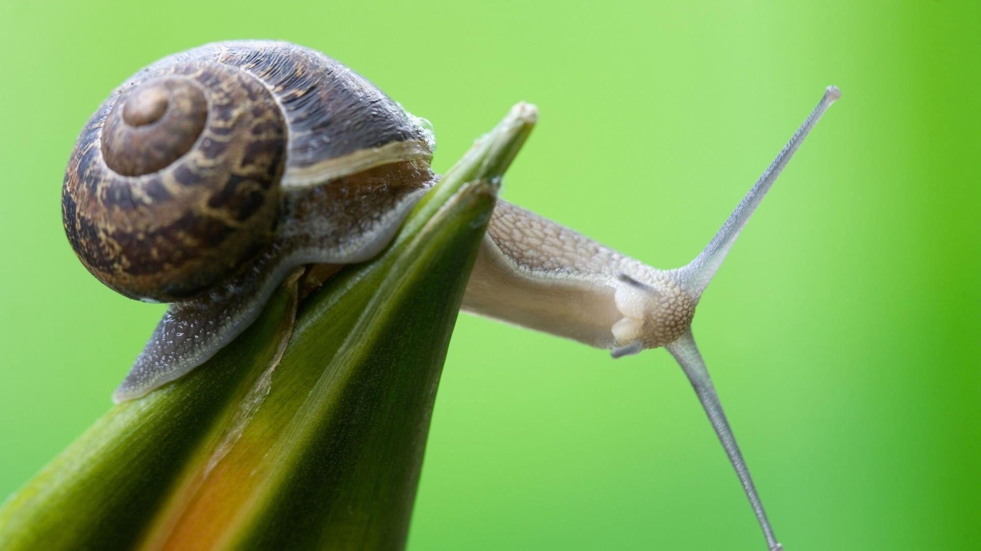 1920x1080 nature curious snails  wallpaper High Quality Wallpaper, Desktop