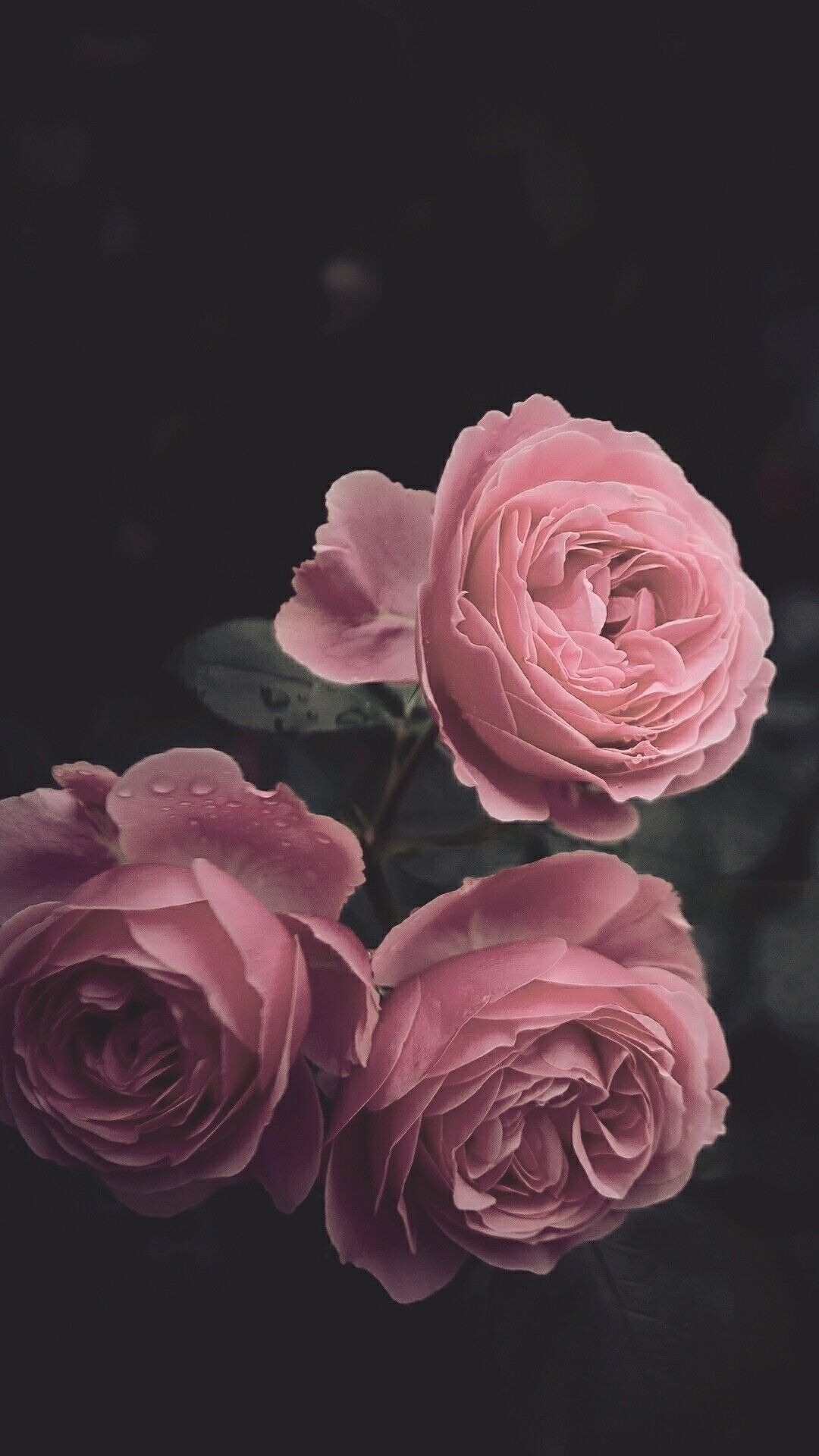 1080x1920 Dark iPhone wallpaper. Floral wallpaper iphone, Rose wallpaper, Phone