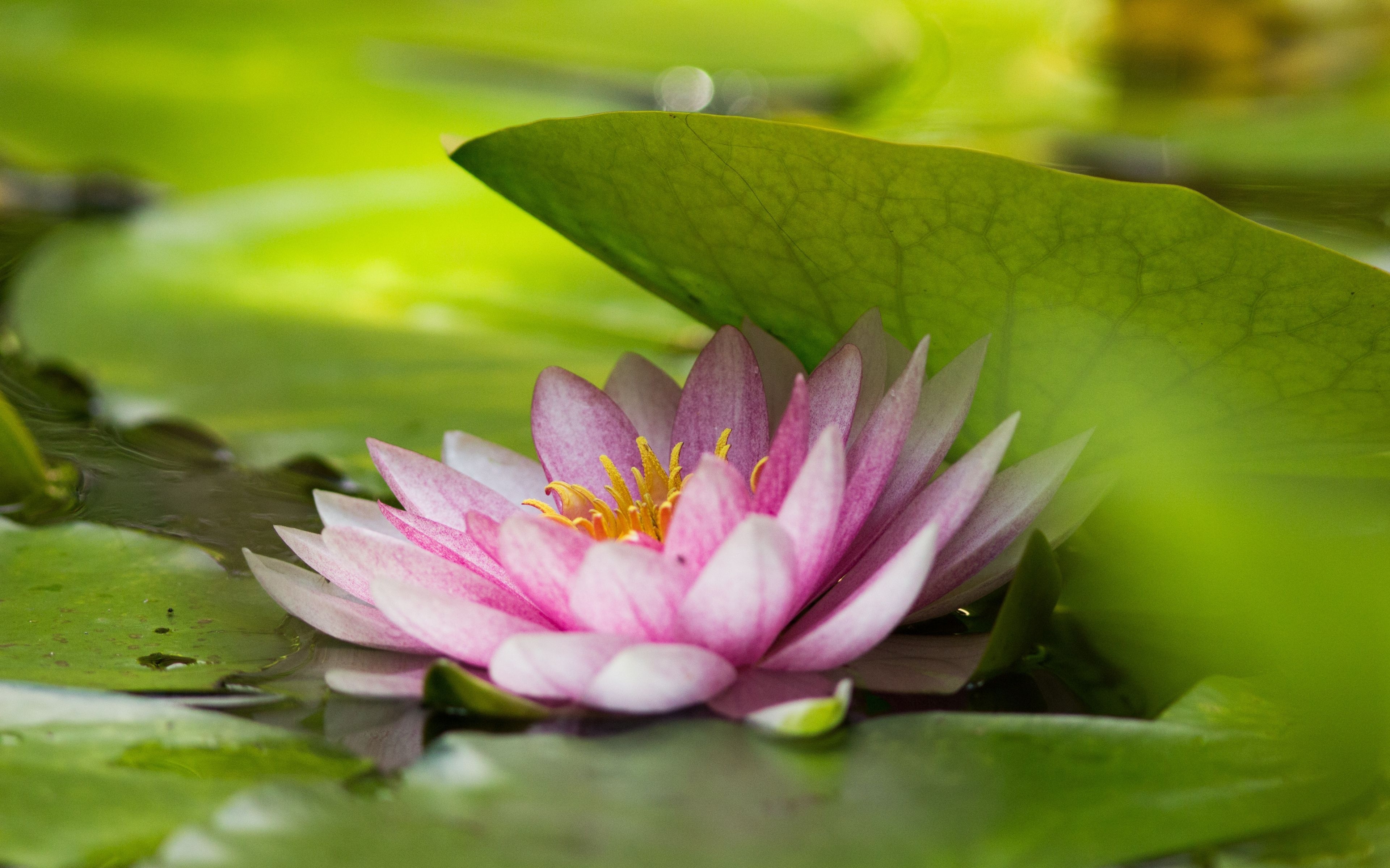 3840x2400 Download Green leaf and pink lotus, flower wallpaper, 3840x 4K Ultra HD 16: Widescreen, Desktop