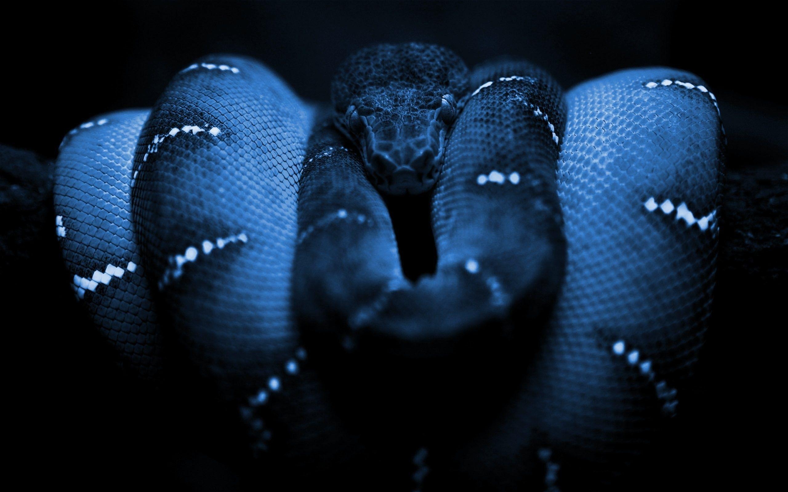 2560x1600 Desktop Boa Snake Image Wallpaper, Desktop