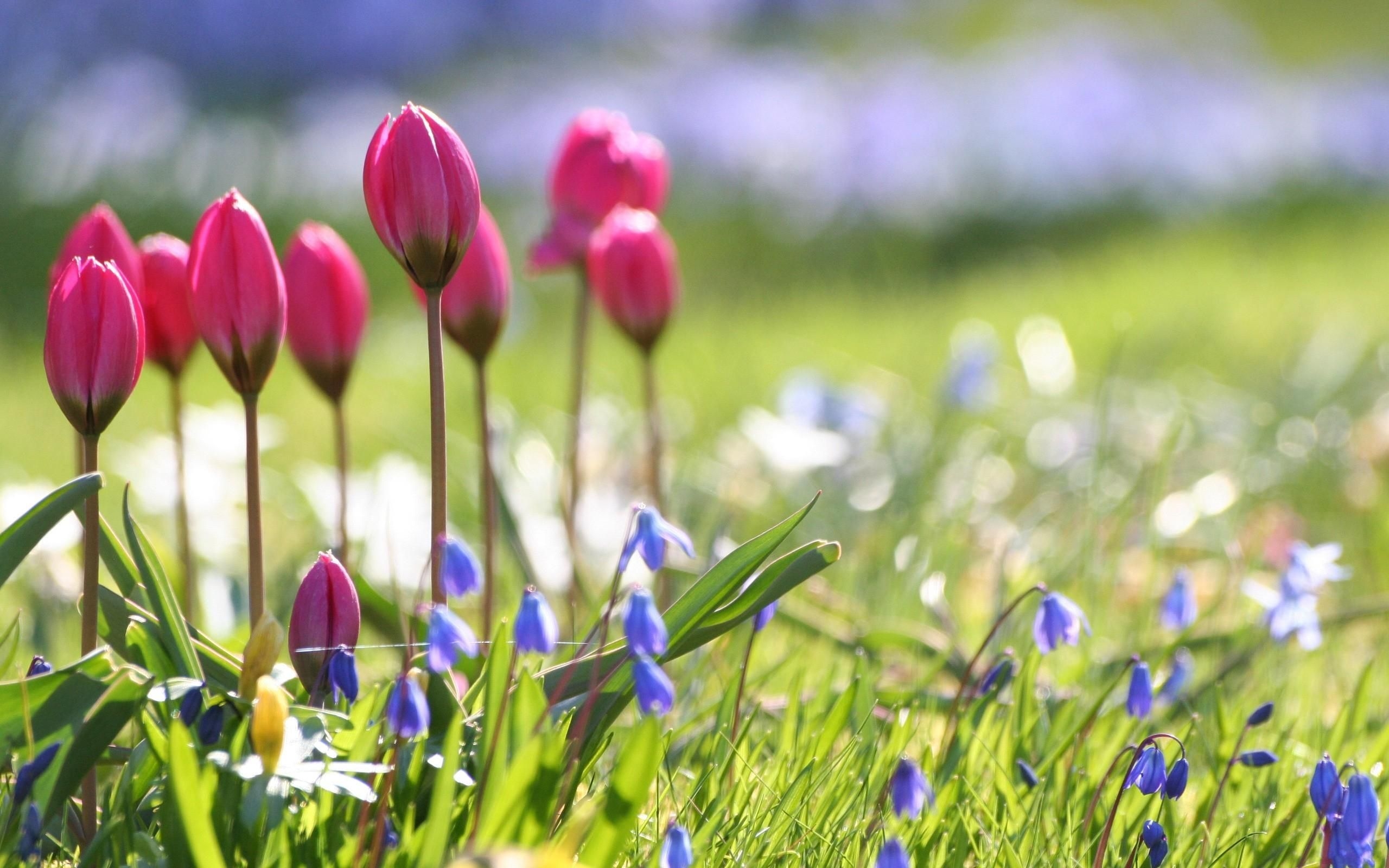 2560x1600 Spring flowers wallpaper HD. Wallpaper, Background, Image, Desktop